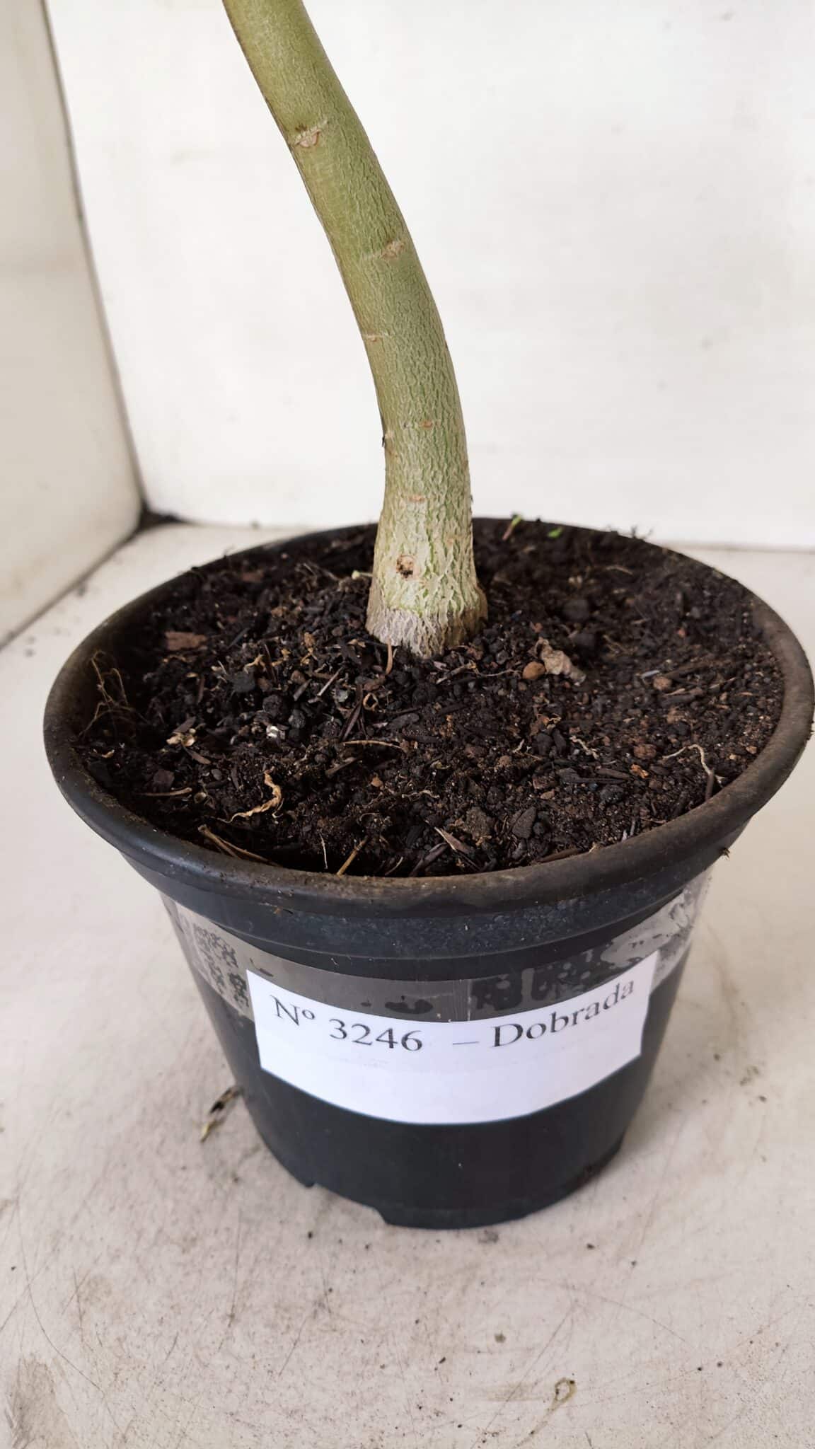 Planta Dobrada 3246 – 30cm – 02 anos