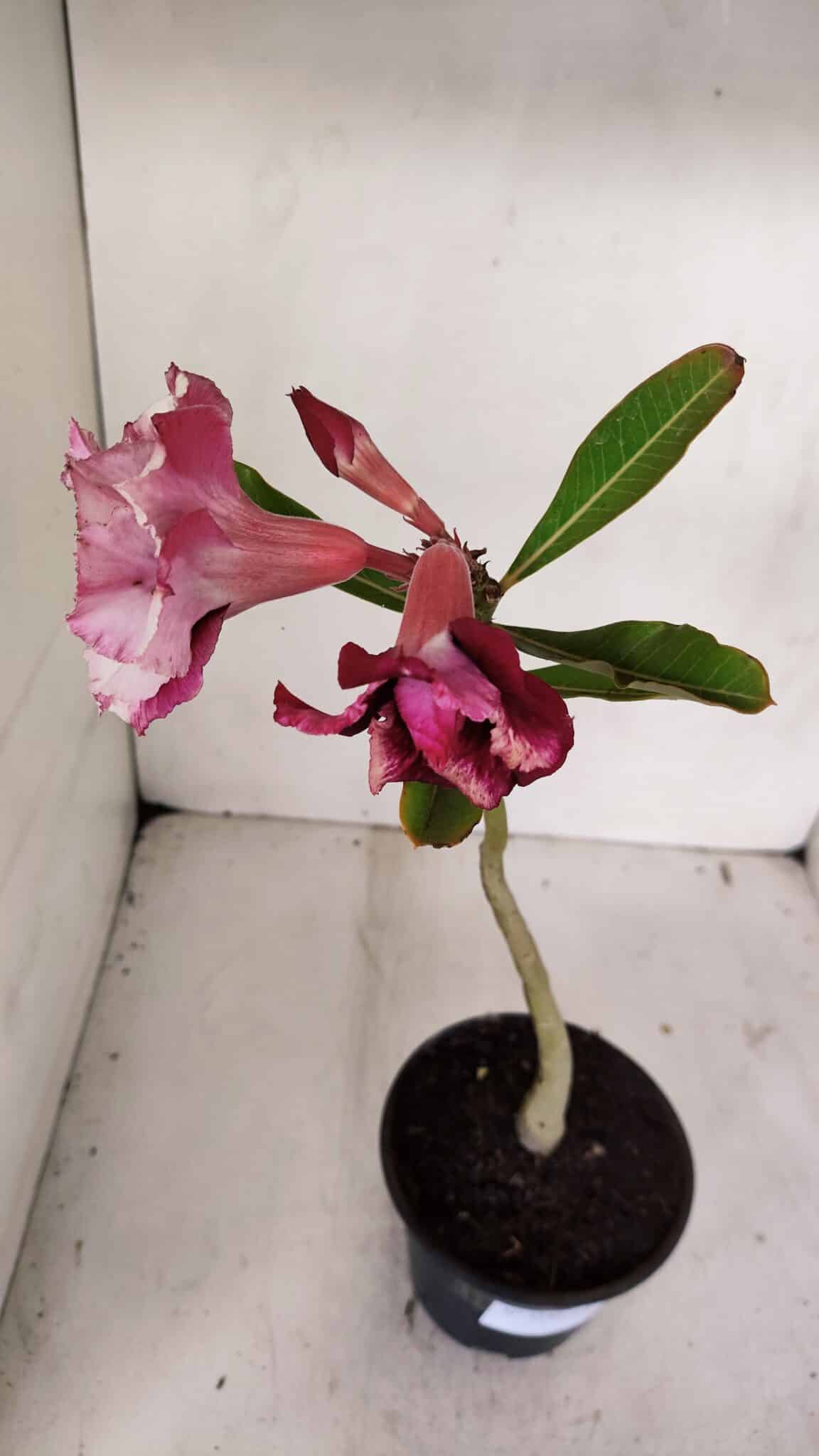 Planta Dobrada 3246 – 30cm – 02 anos