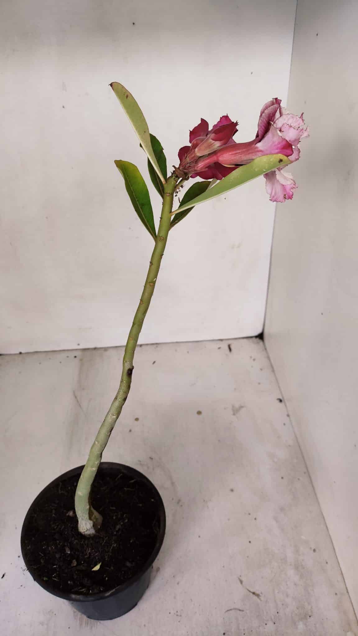 Planta Dobrada 3246 – 30cm – 02 anos