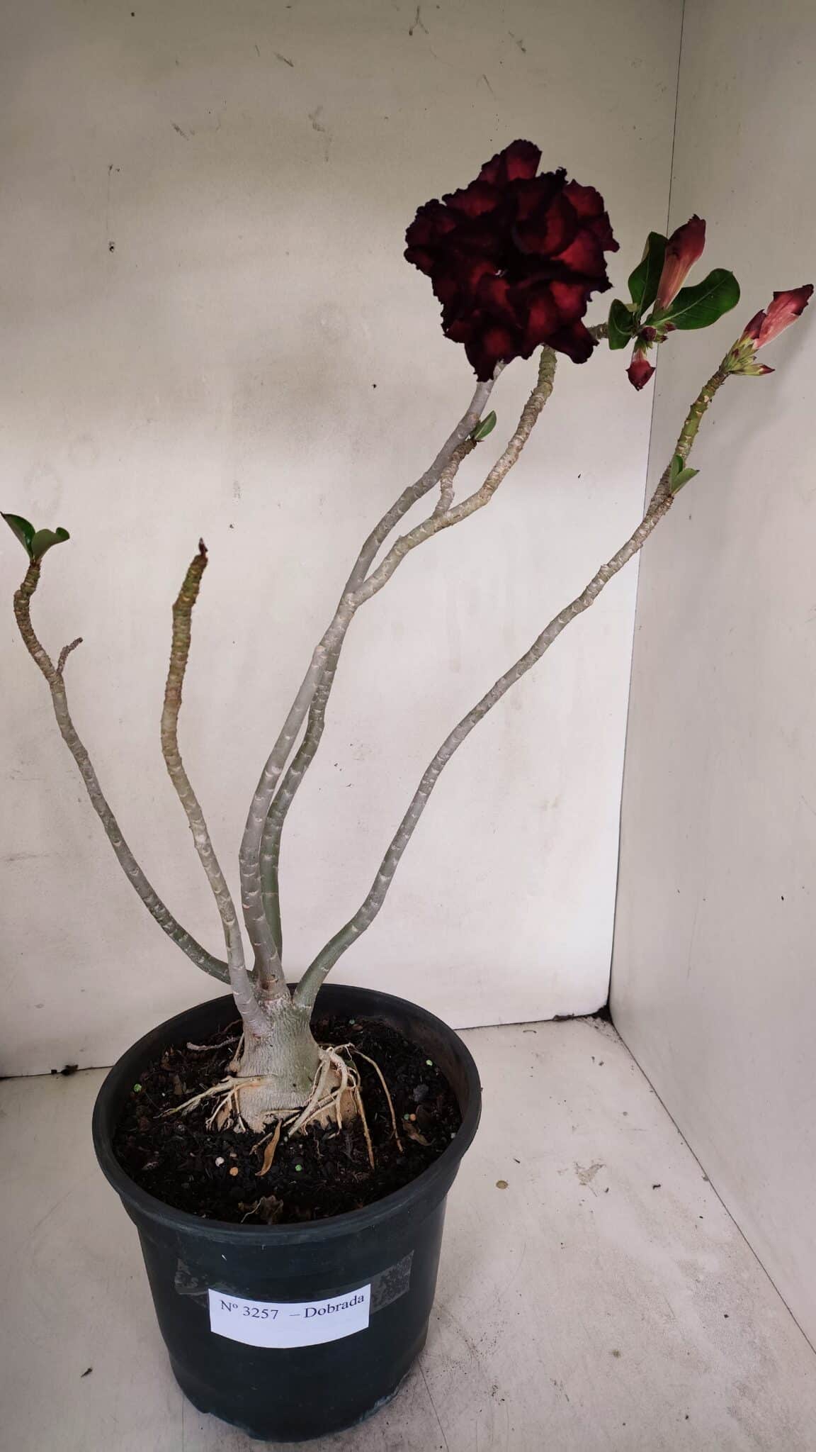 Planta Dobrada 3257 – 50cm – 04 anos