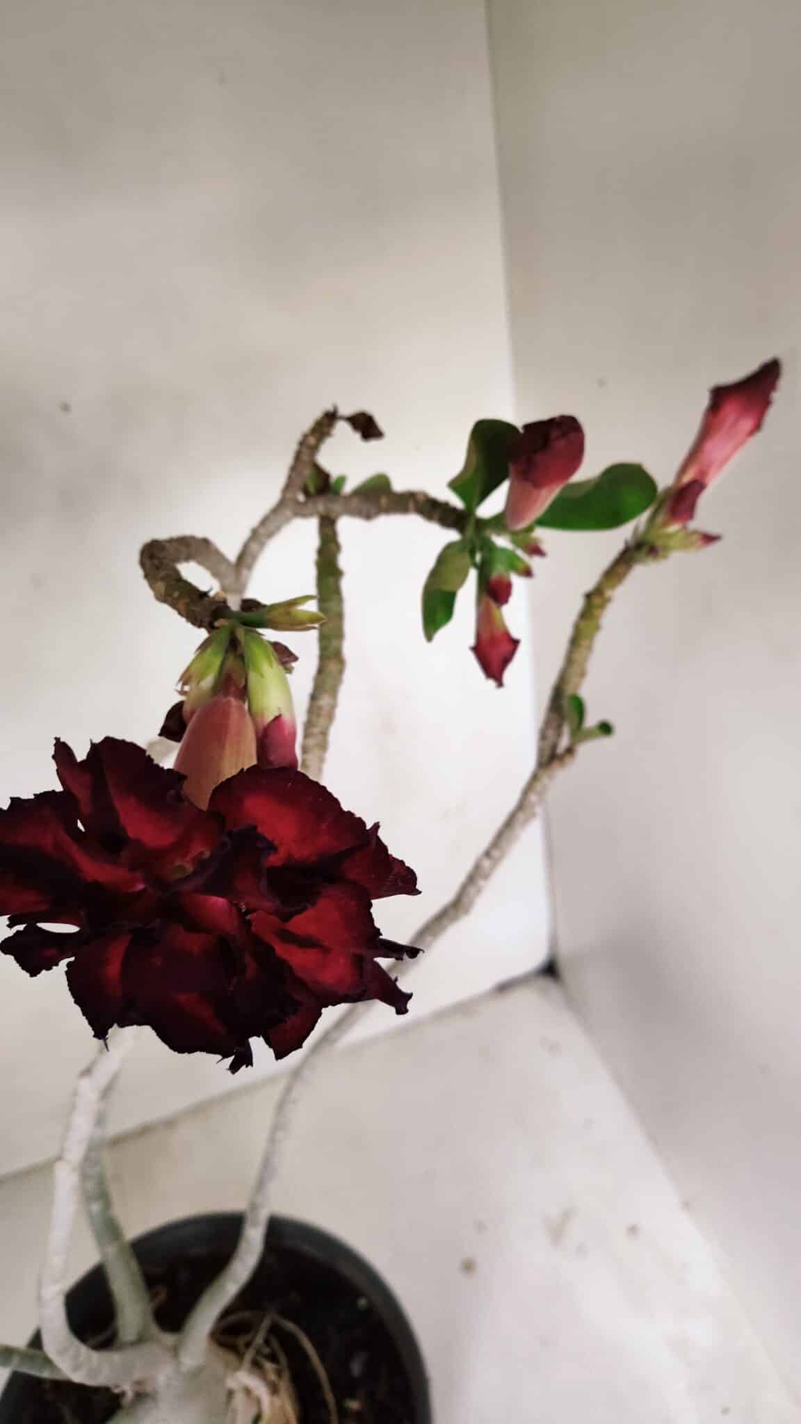 Planta Dobrada 3257 – 50cm – 04 anos