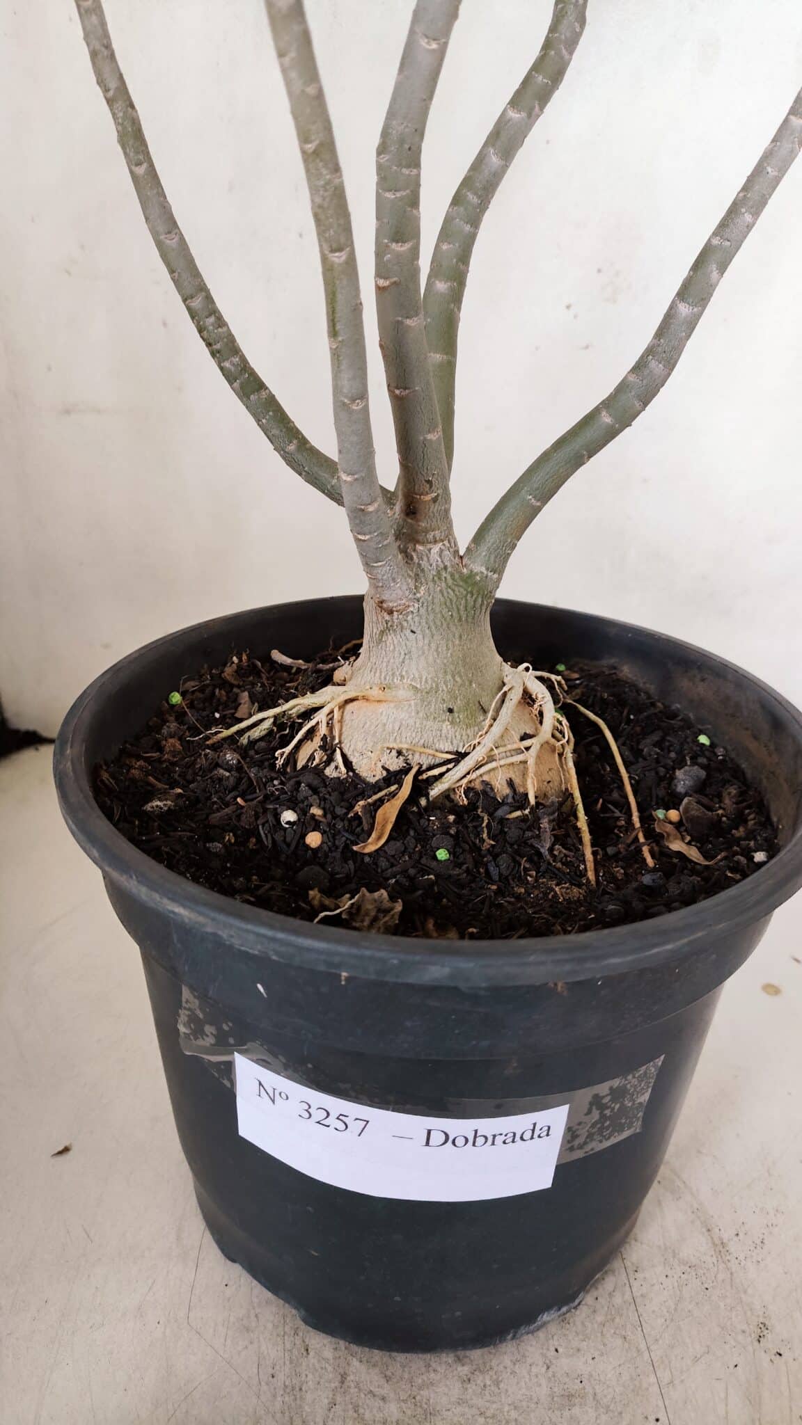 Planta Dobrada 3257 – 50cm – 04 anos