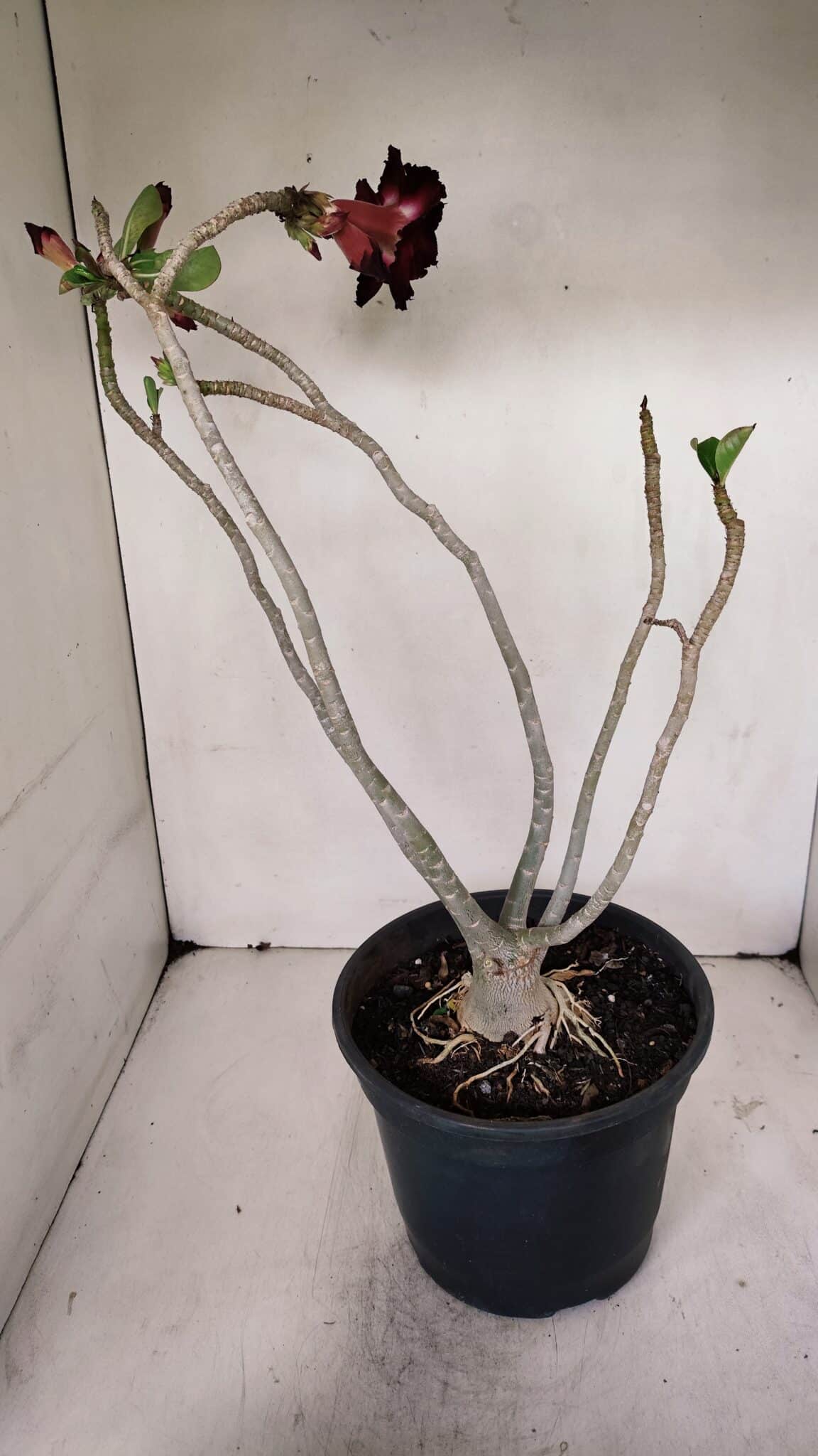 Planta Dobrada 3257 – 50cm – 04 anos