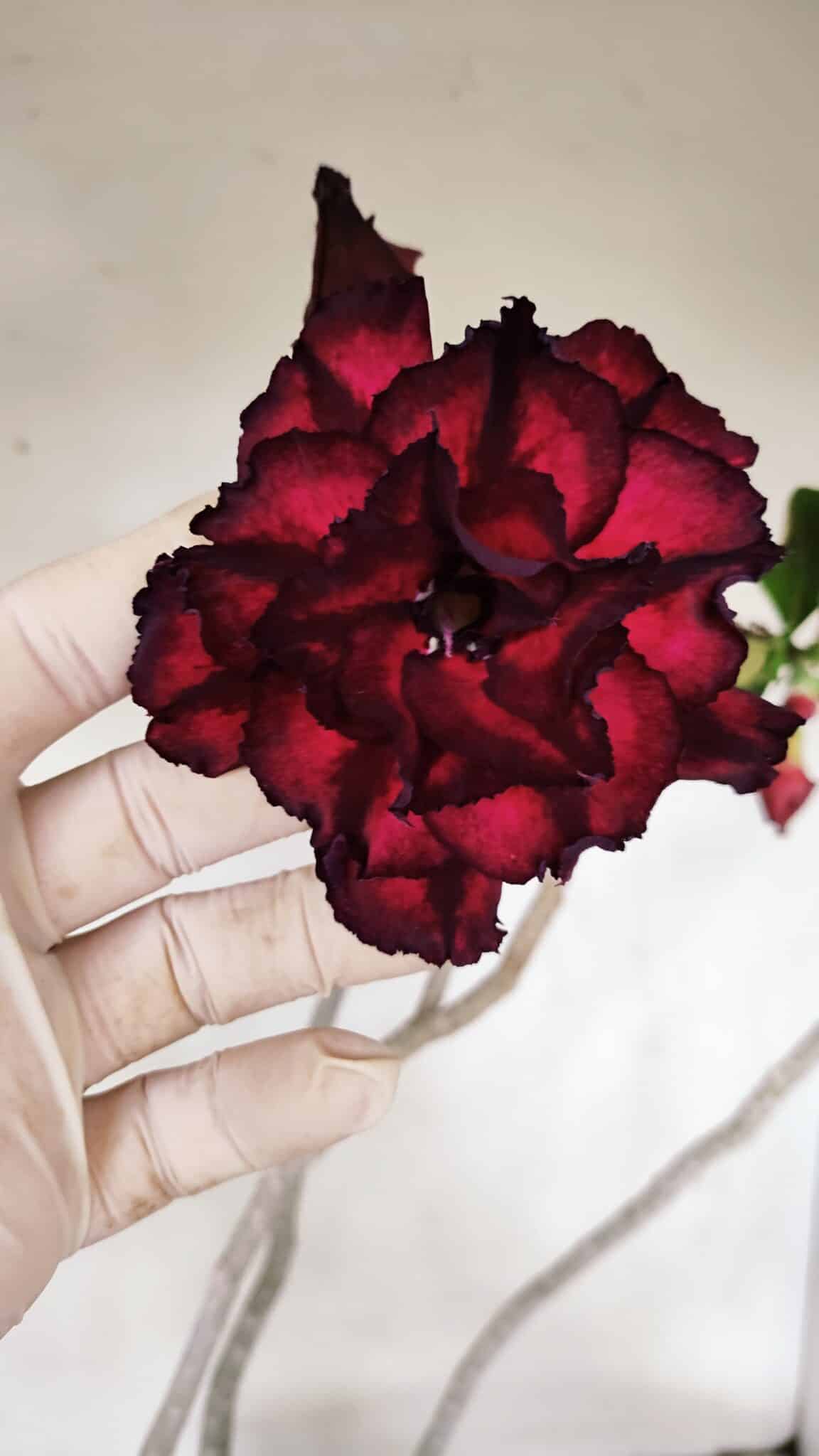 Planta Dobrada 3257 – 50cm – 04 anos