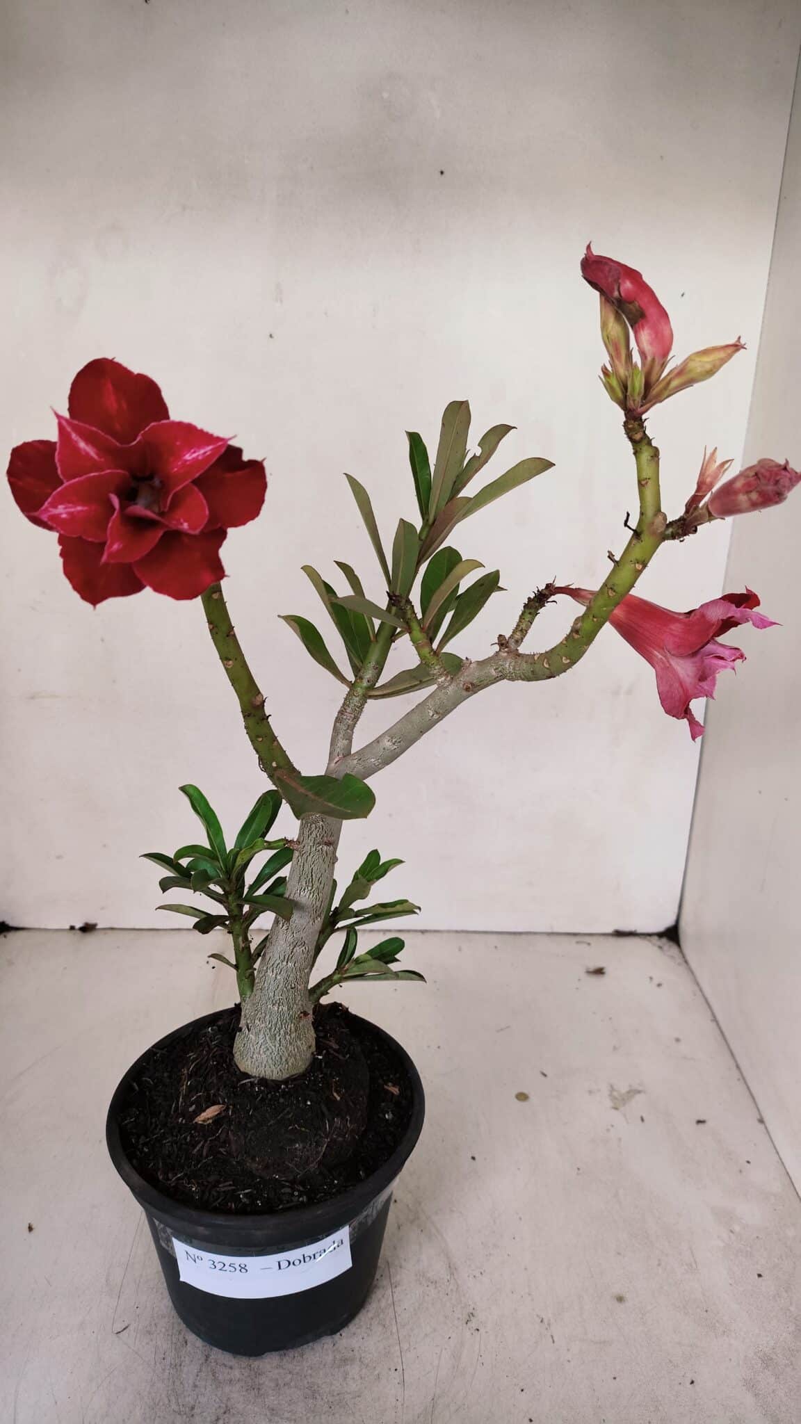 Planta Dobrada 3258 – 35cm – 03 anos