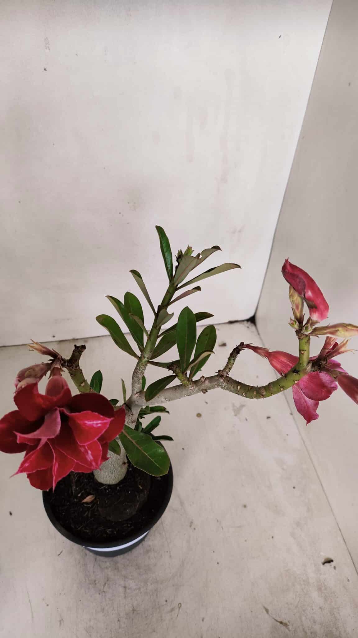 Planta Dobrada 3258 – 35cm – 03 anos
