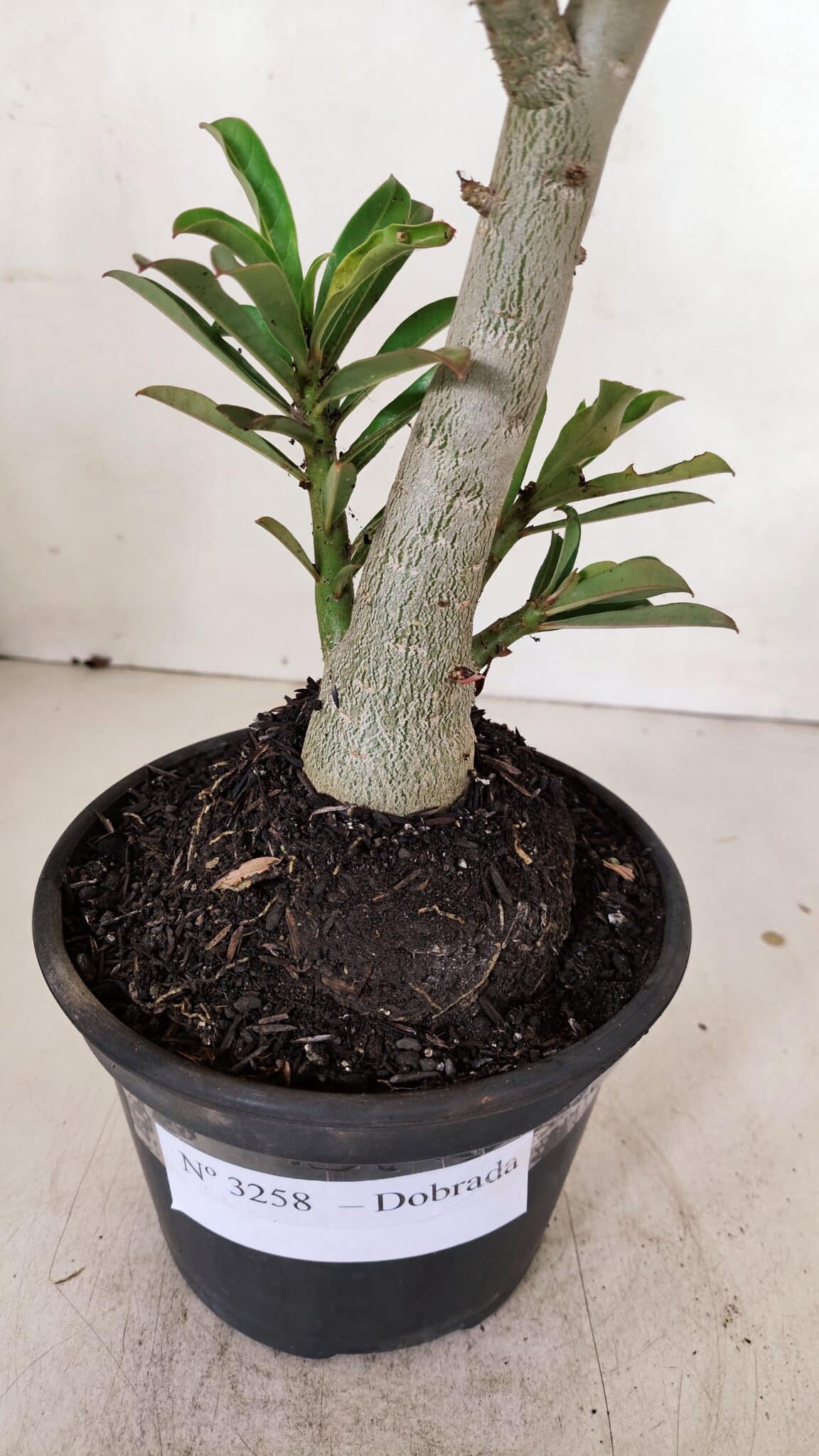 Planta Dobrada 3258 – 35cm – 03 anos
