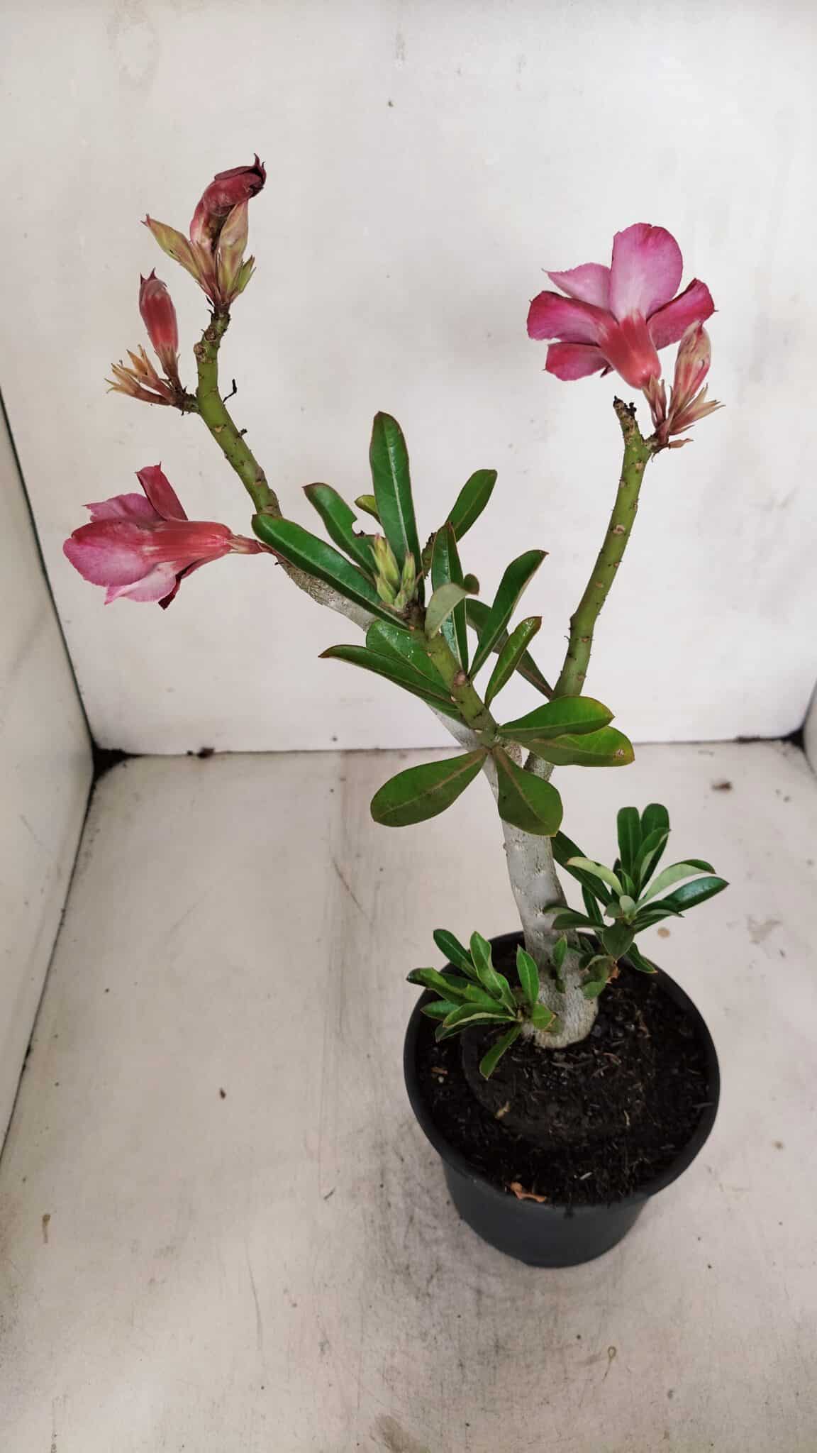 Planta Dobrada 3258 – 35cm – 03 anos