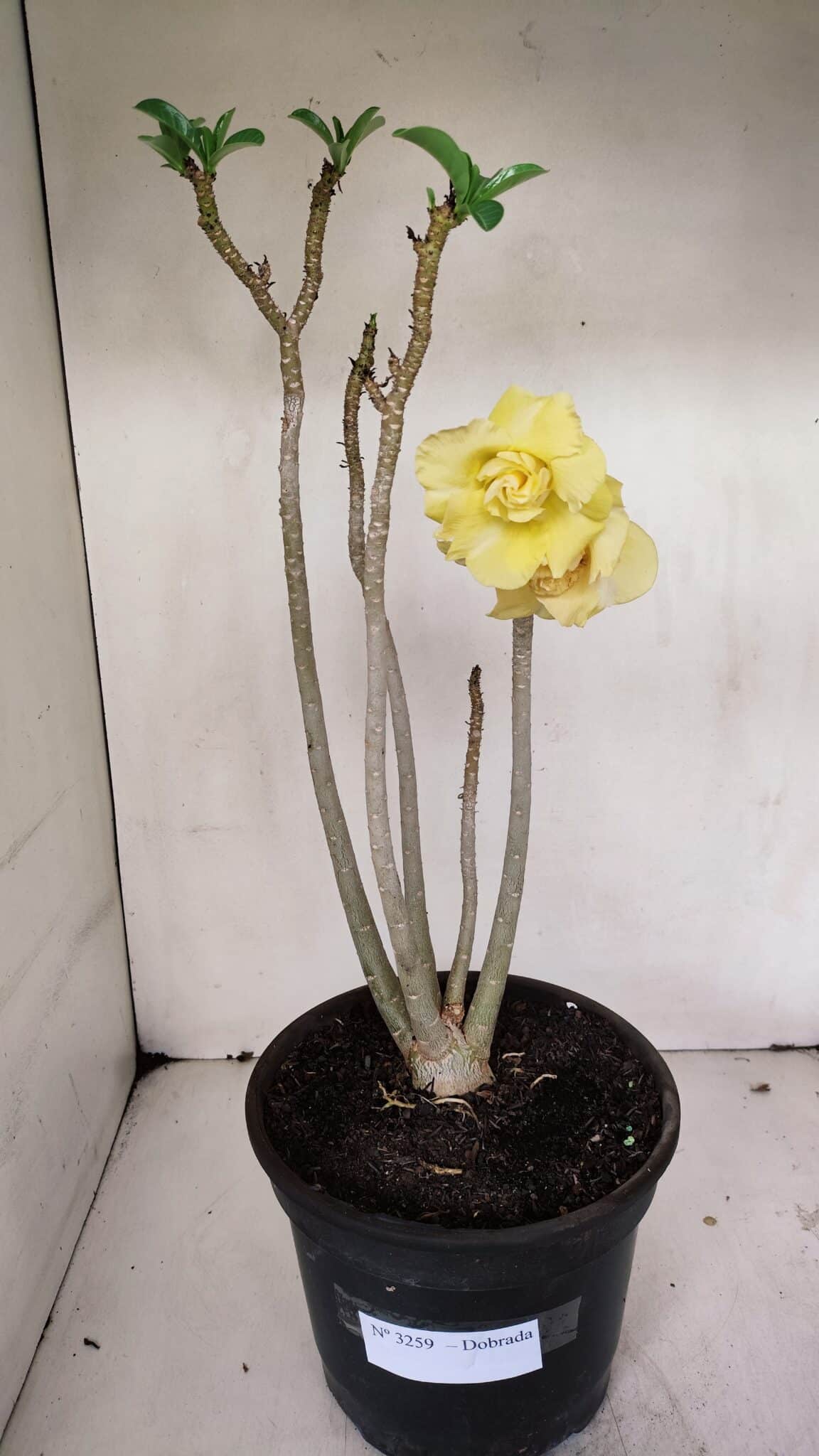 Planta Dobrada 3259 – 50cm – 04 anos