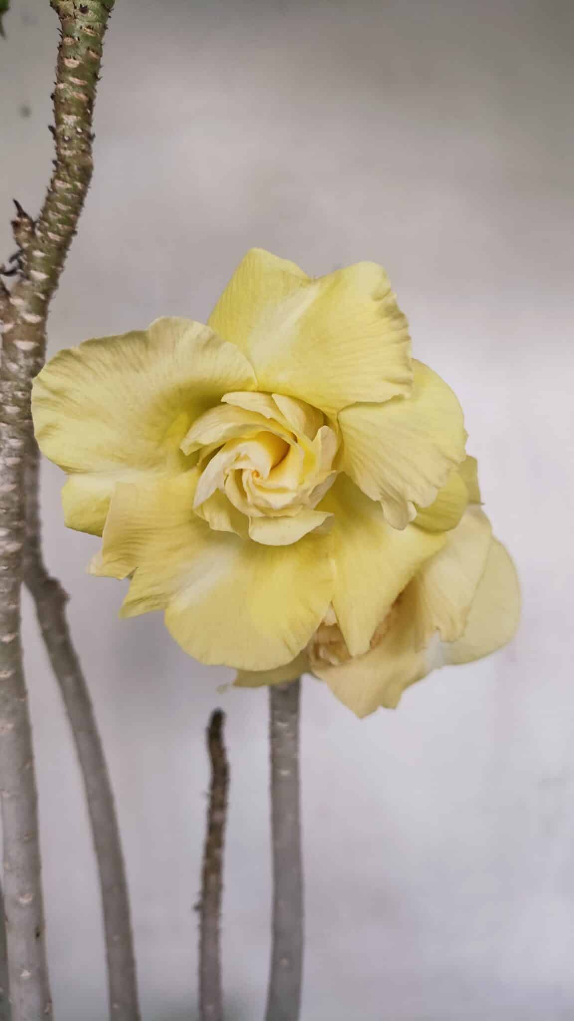 Planta Dobrada 3259 – 50cm – 04 anos