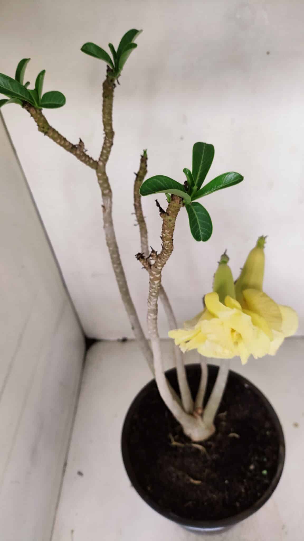 Planta Dobrada 3259 – 50cm – 04 anos