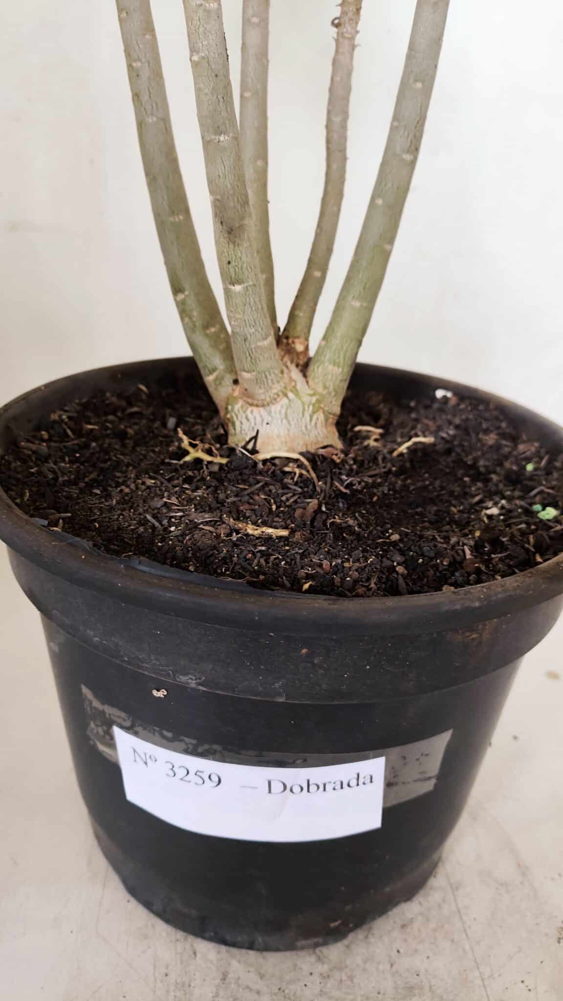 Planta Dobrada 3259 – 50cm – 04 anos