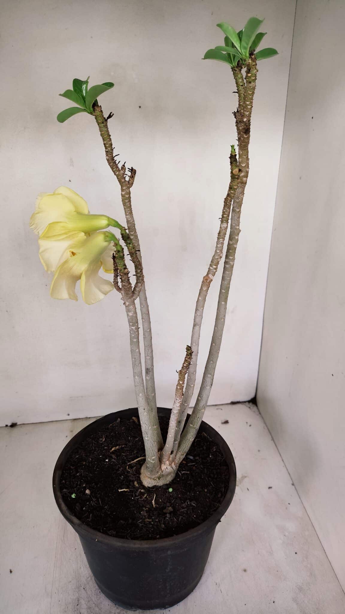 Planta Dobrada 3259 – 50cm – 04 anos