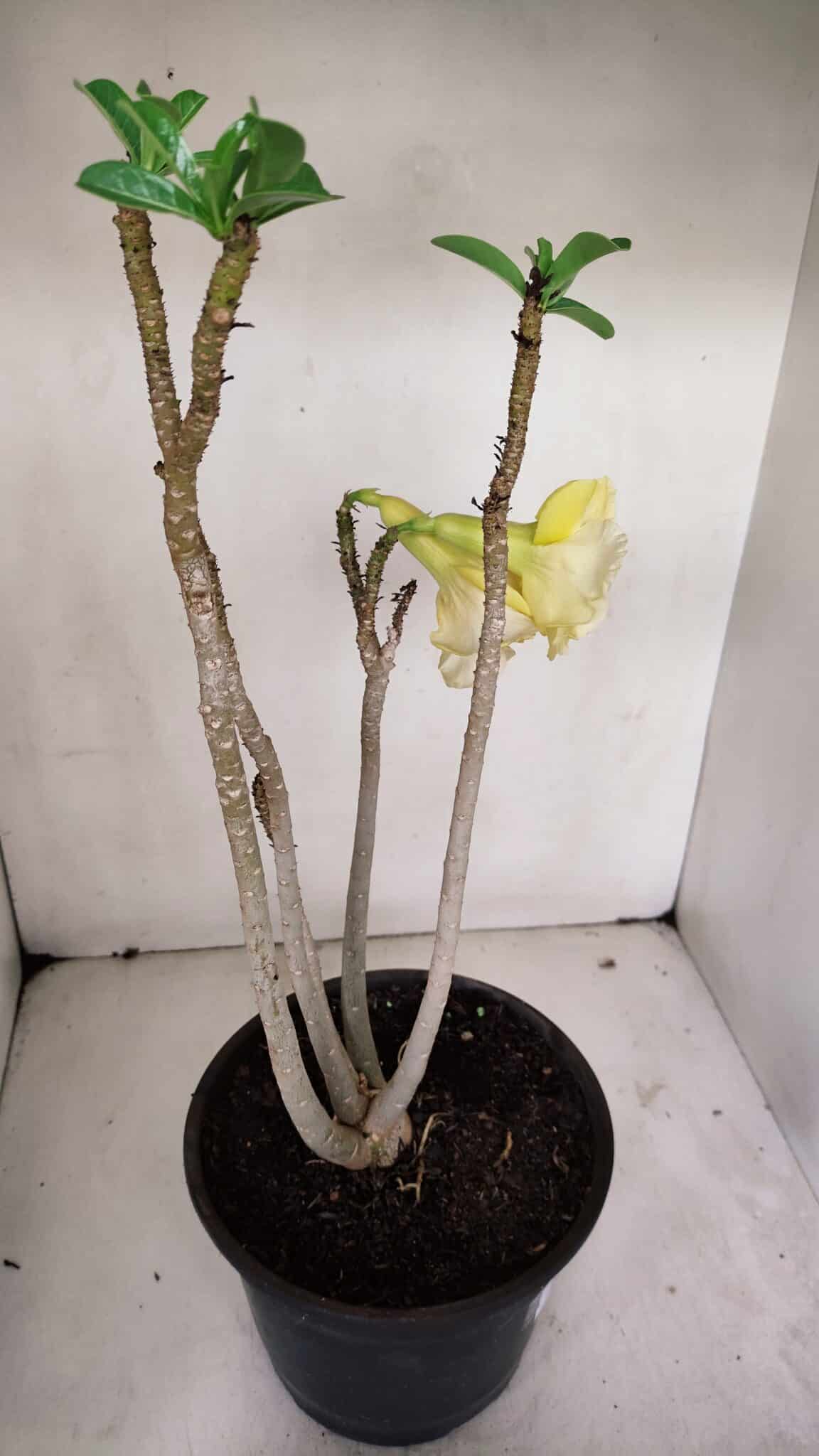 Planta Dobrada 3259 – 50cm – 04 anos