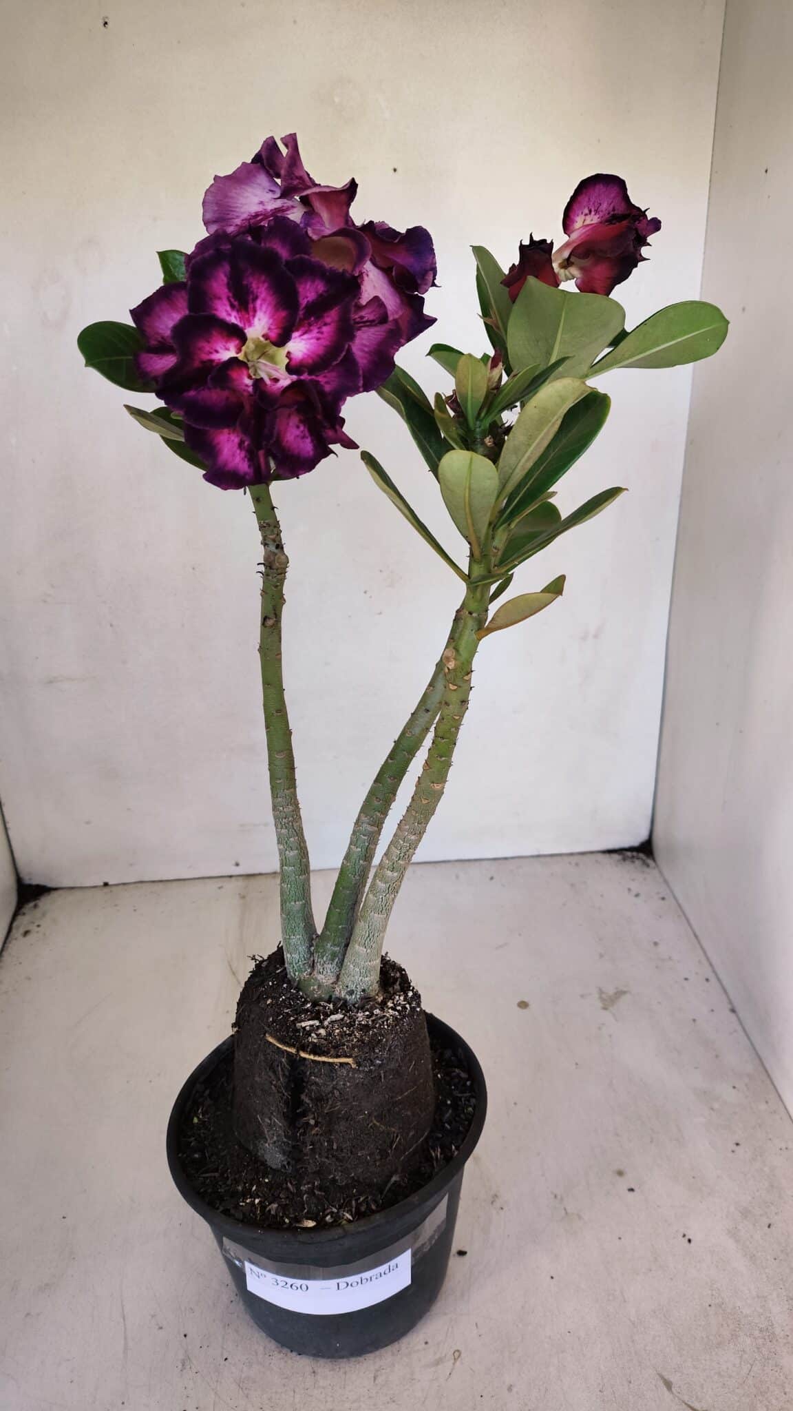 Planta Dobrada 3260 – 40cm – 03 anos