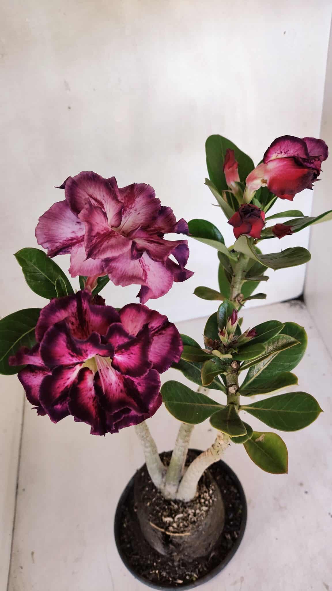 Planta Dobrada 3260 – 40cm – 03 anos