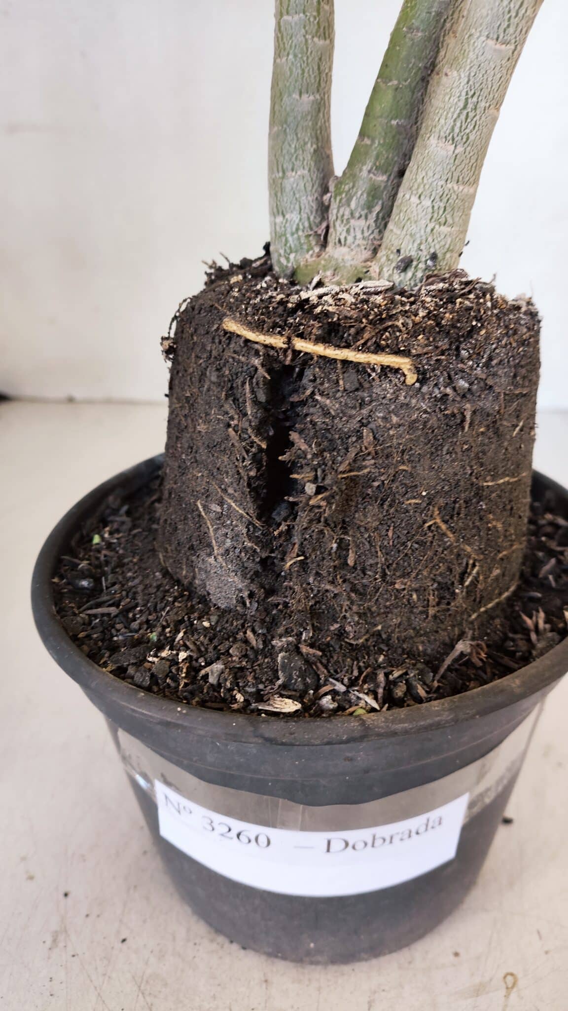 Planta Dobrada 3260 – 40cm – 03 anos