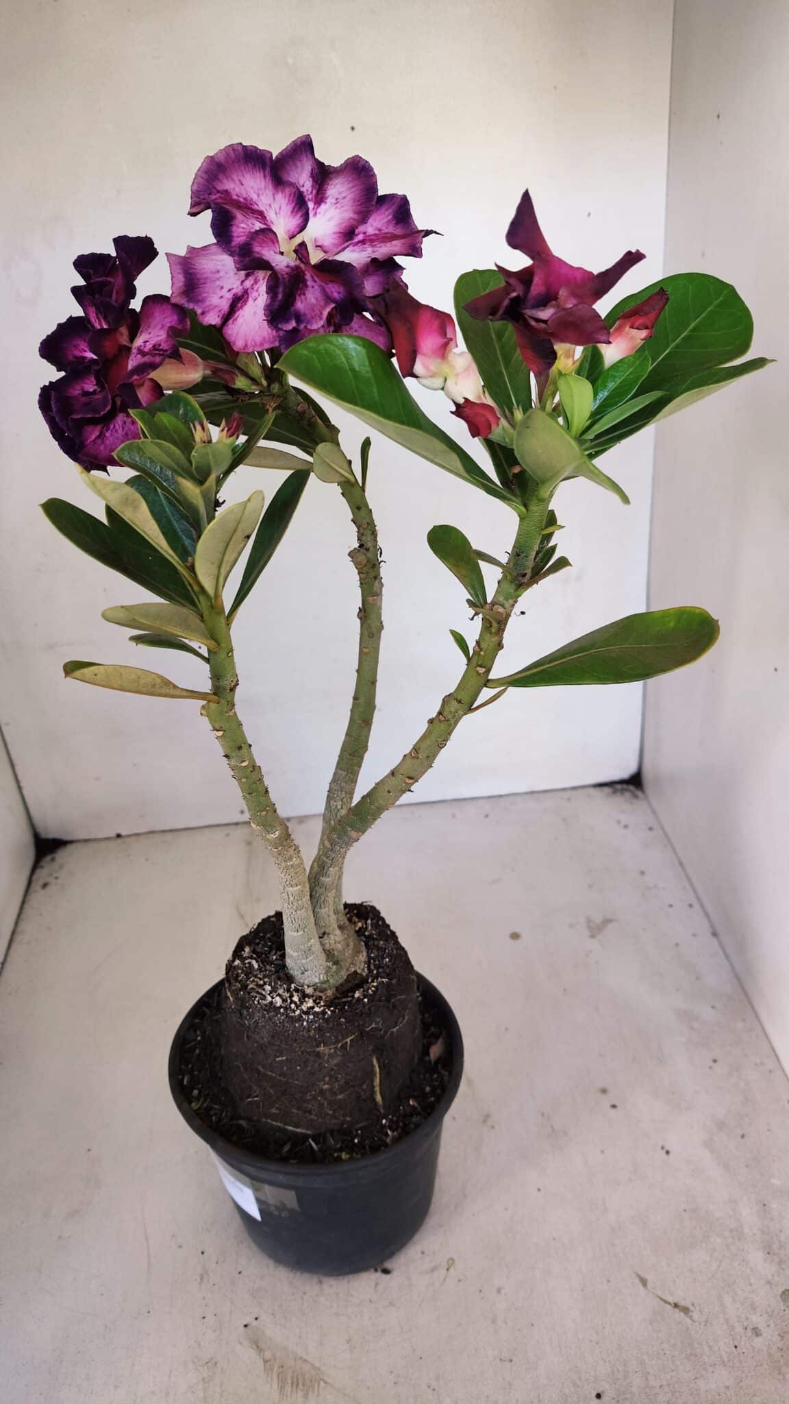 Planta Dobrada 3260 – 40cm – 03 anos