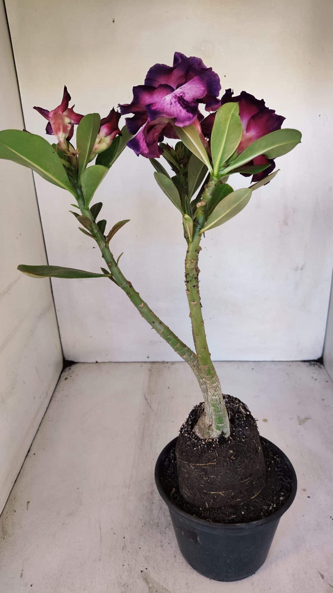 Planta Dobrada 3260 – 40cm – 03 anos