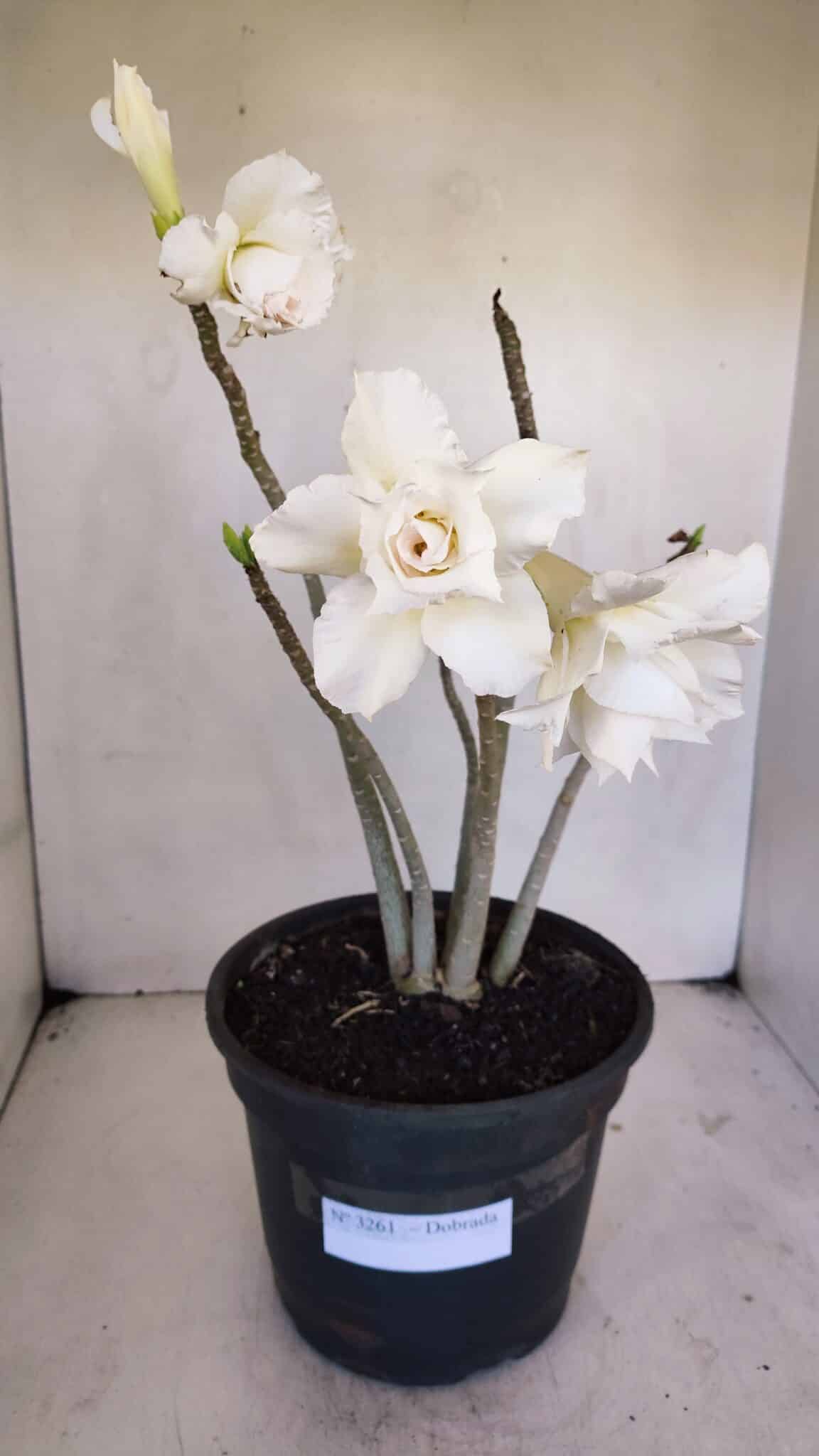 Planta Dobrada 3261 – 50cm – 04 anos