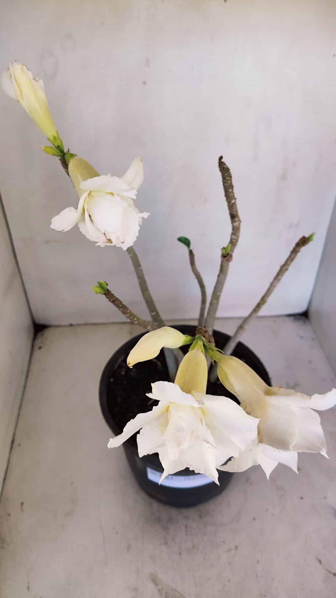 Planta Dobrada 3261 – 50cm – 04 anos