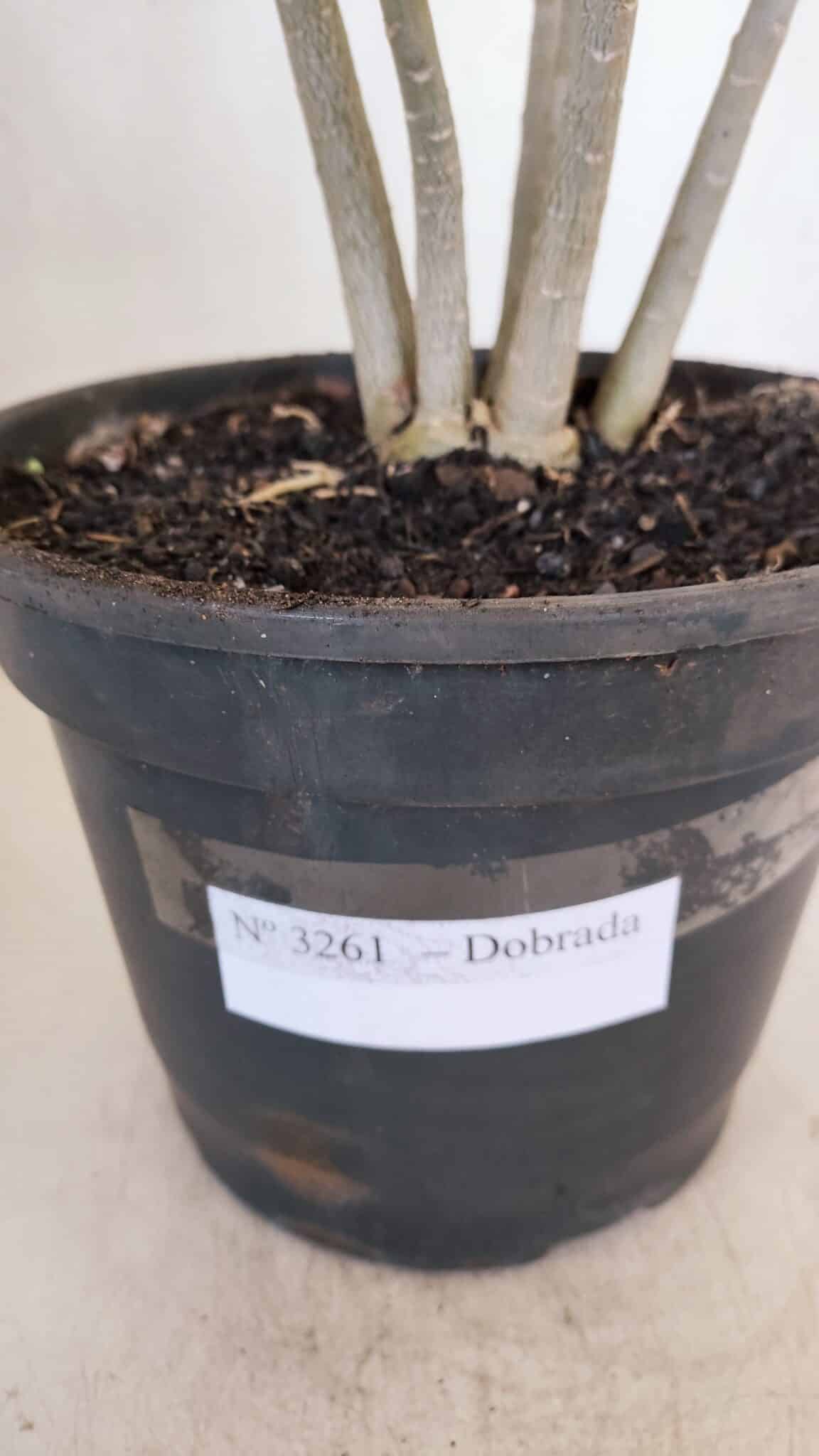 Planta Dobrada 3261 – 50cm – 04 anos