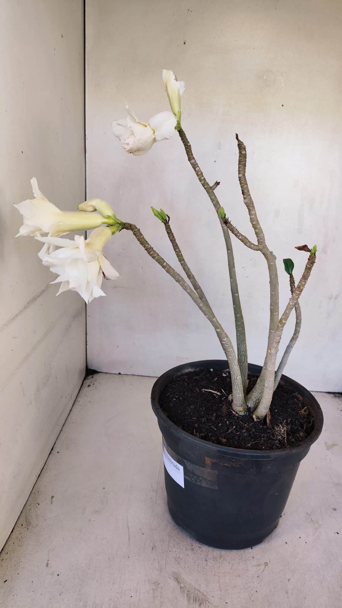 Planta Dobrada 3261 – 50cm – 04 anos