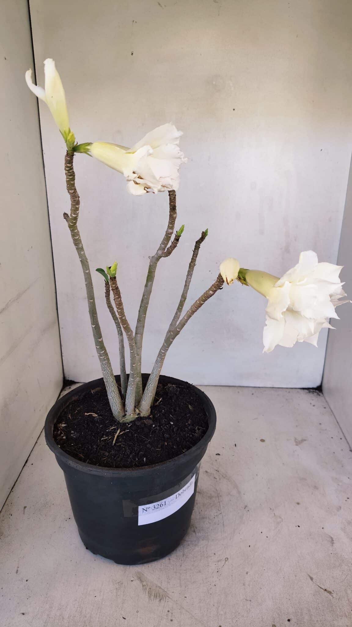 Planta Dobrada 3261 – 50cm – 04 anos