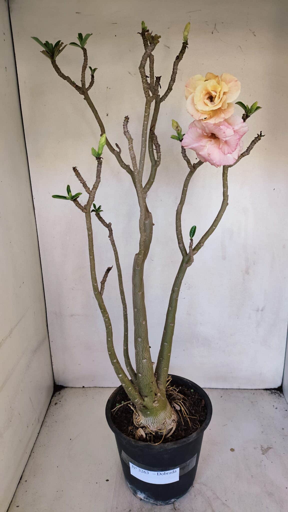 Planta Dobrada 3263 – 60cm – 05 anos