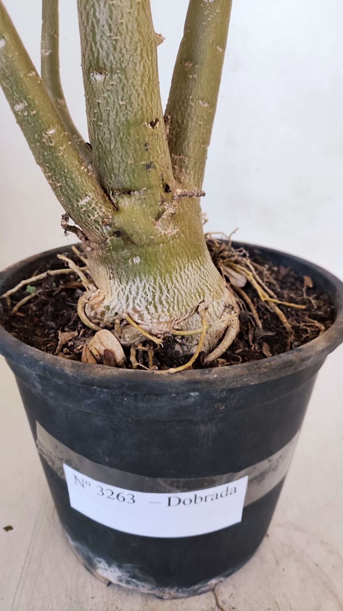 Planta Dobrada 3263 – 60cm – 05 anos