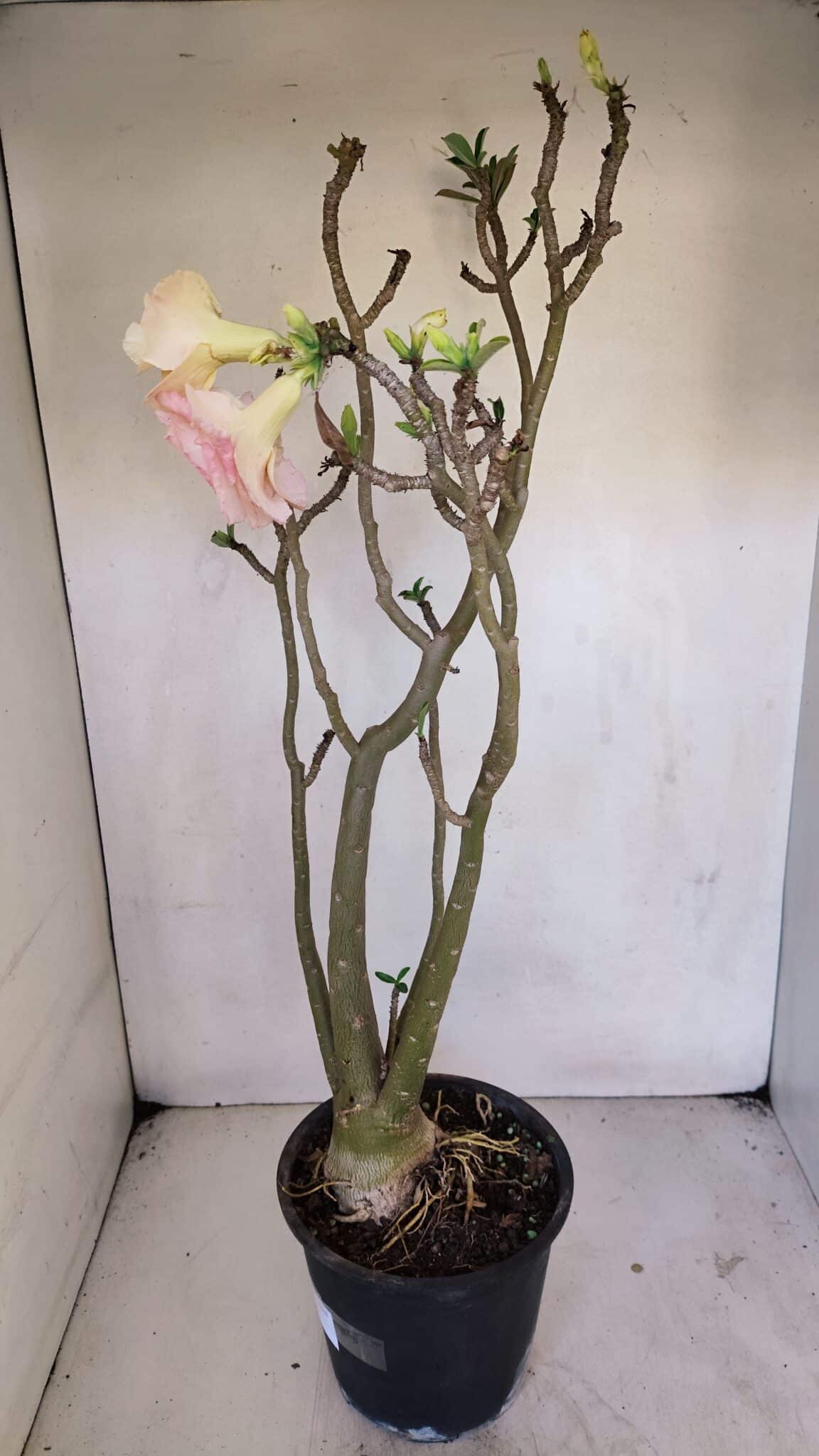 Planta Dobrada 3263 – 60cm – 05 anos
