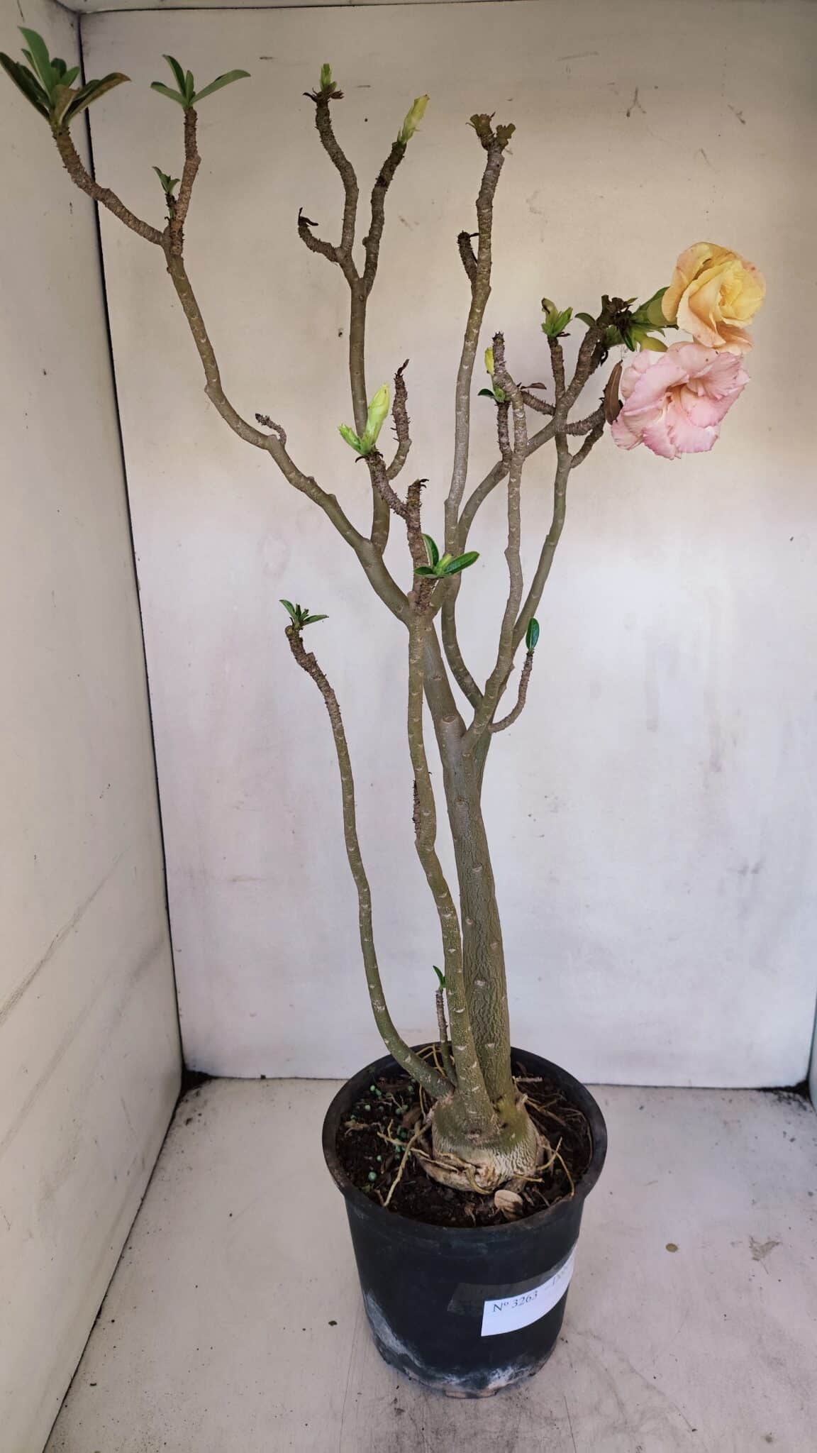 Planta Dobrada 3263 – 60cm – 05 anos