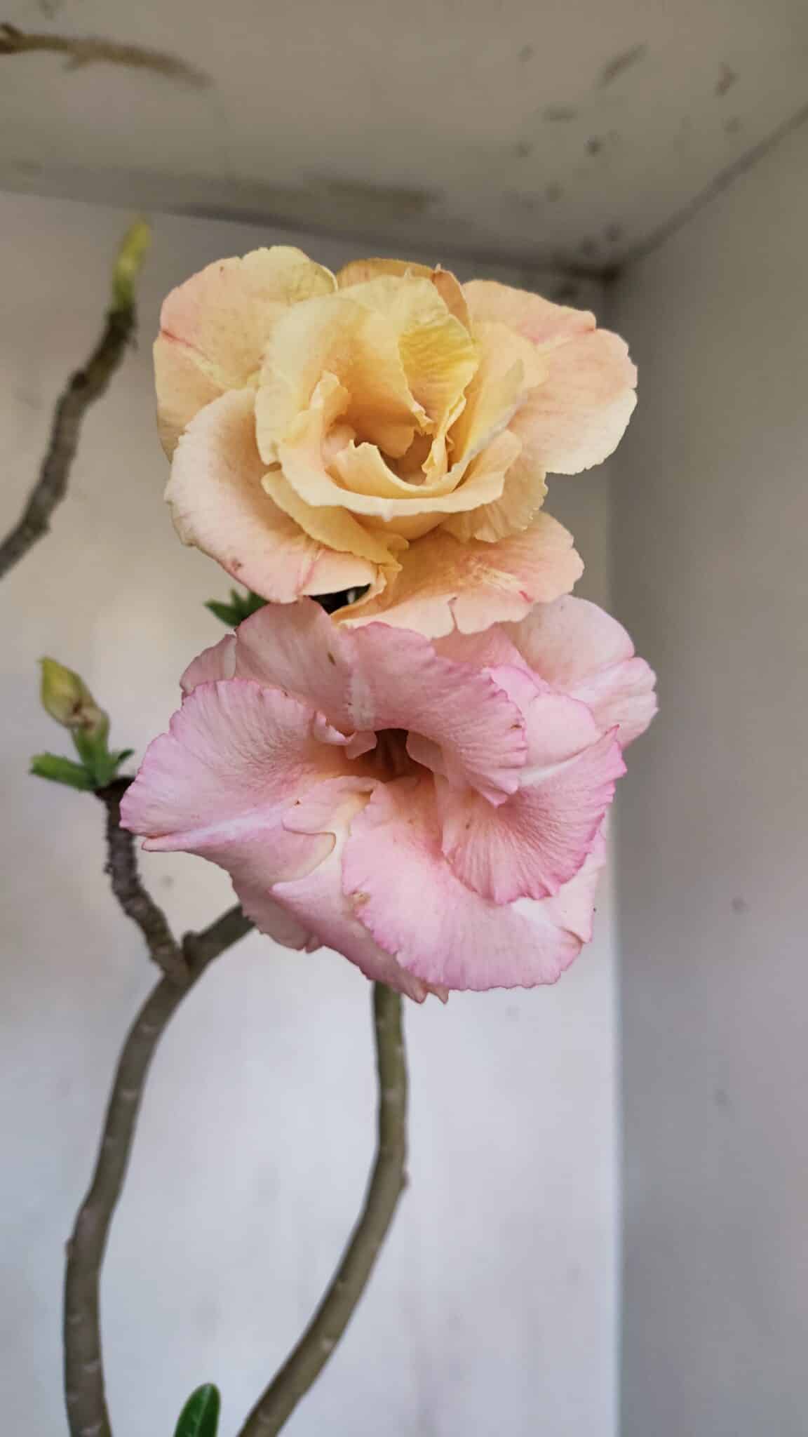 Planta Dobrada 3263 – 60cm – 05 anos