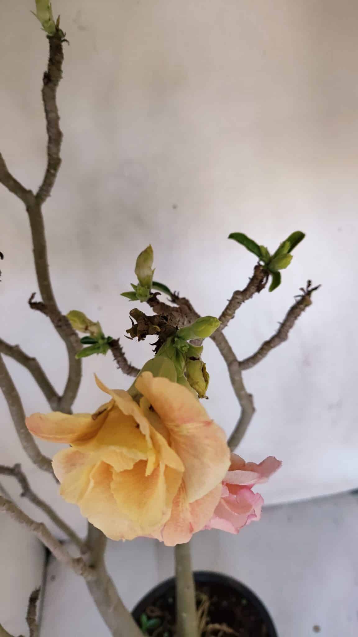 Planta Dobrada 3263 – 60cm – 05 anos