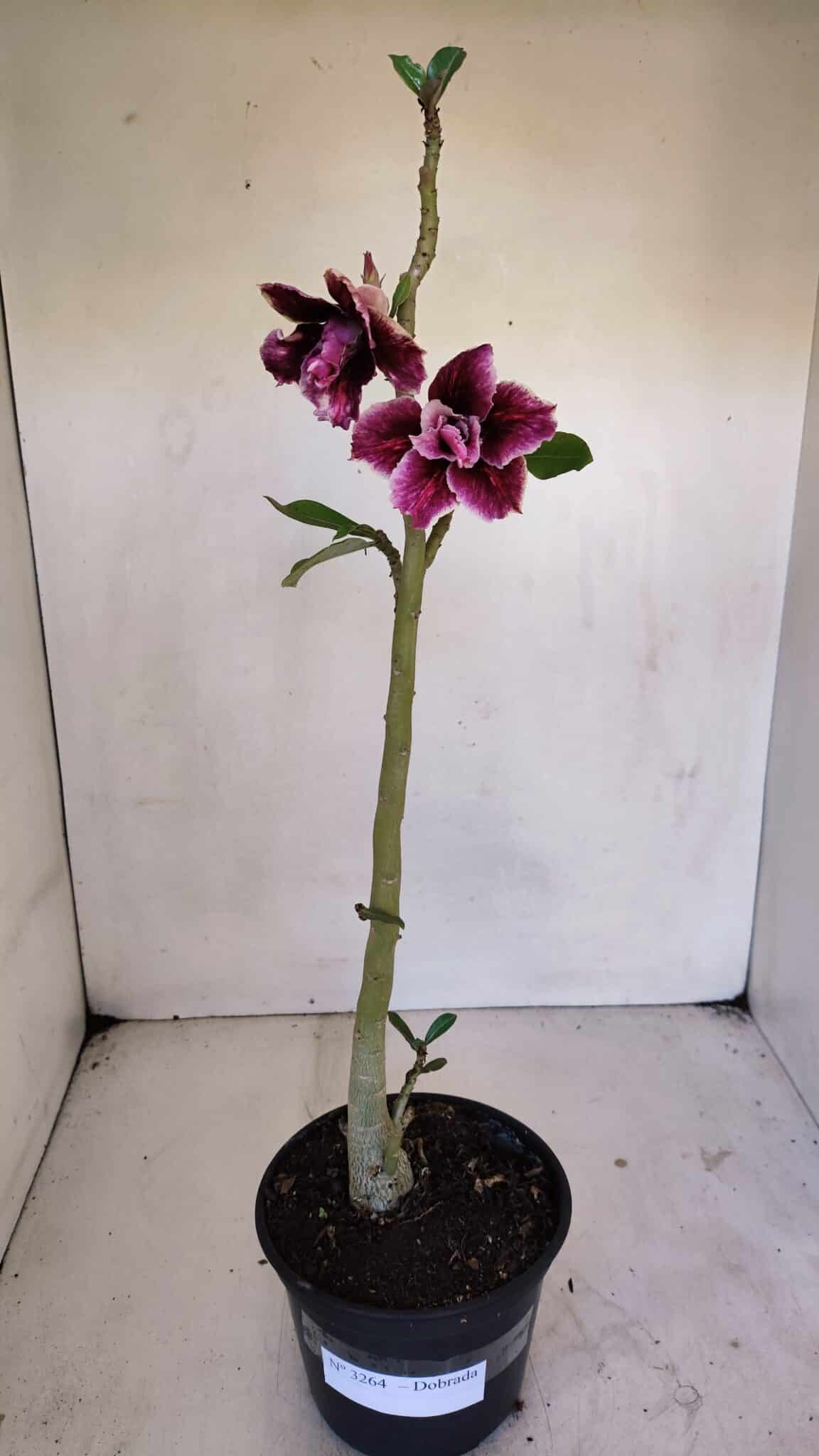Planta Dobrada 3264 – 35cm – 03 anos