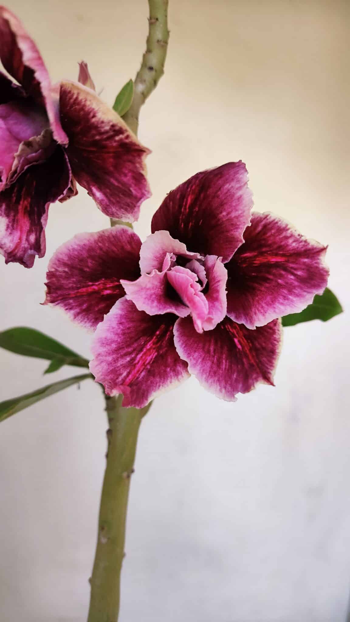 Planta Dobrada 3264 – 35cm – 03 anos