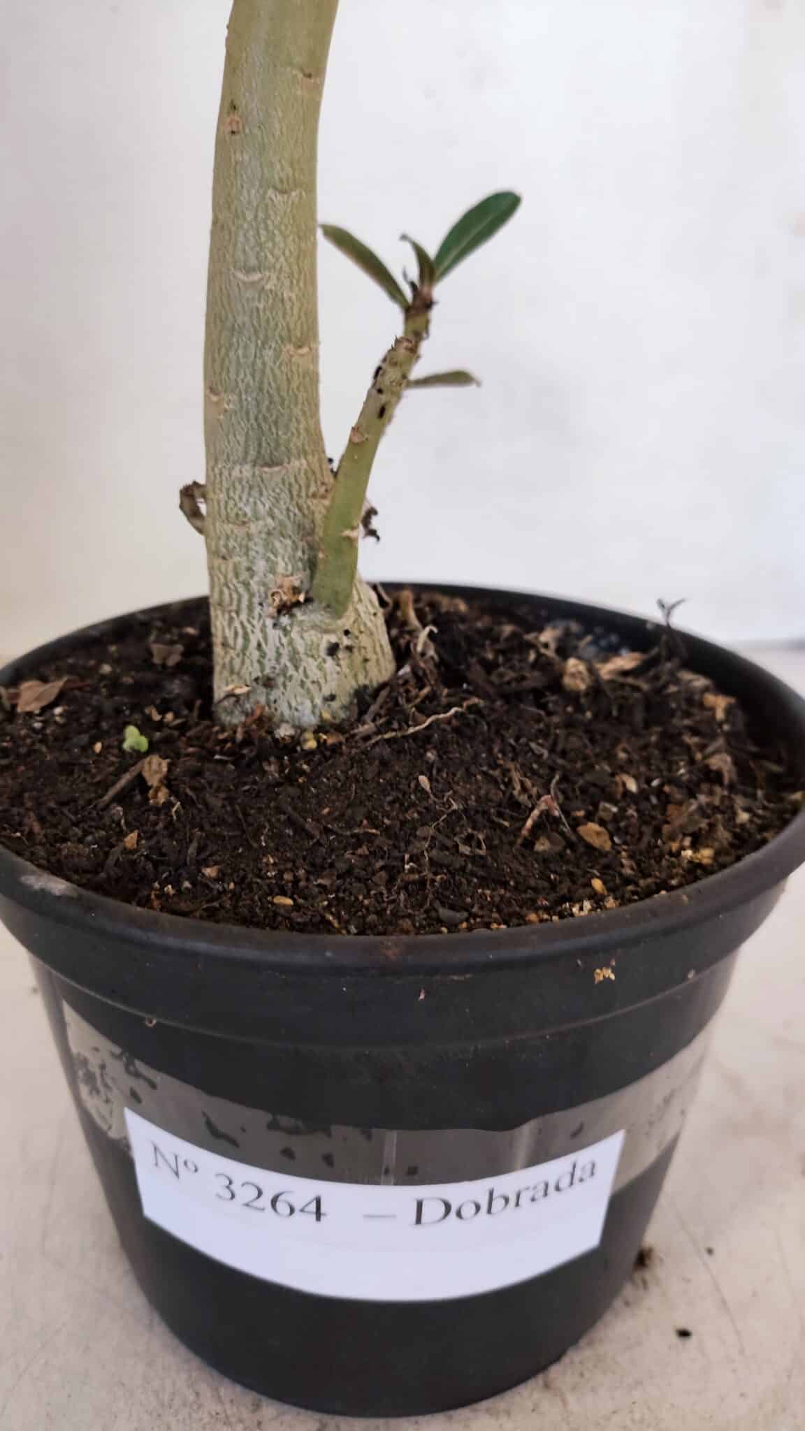 Planta Dobrada 3264 – 35cm – 03 anos