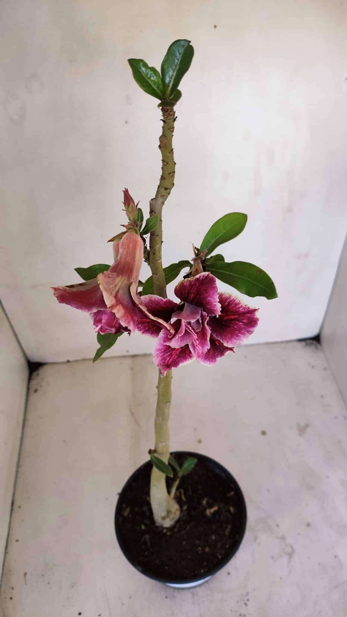 Planta Dobrada 3264 – 35cm – 03 anos