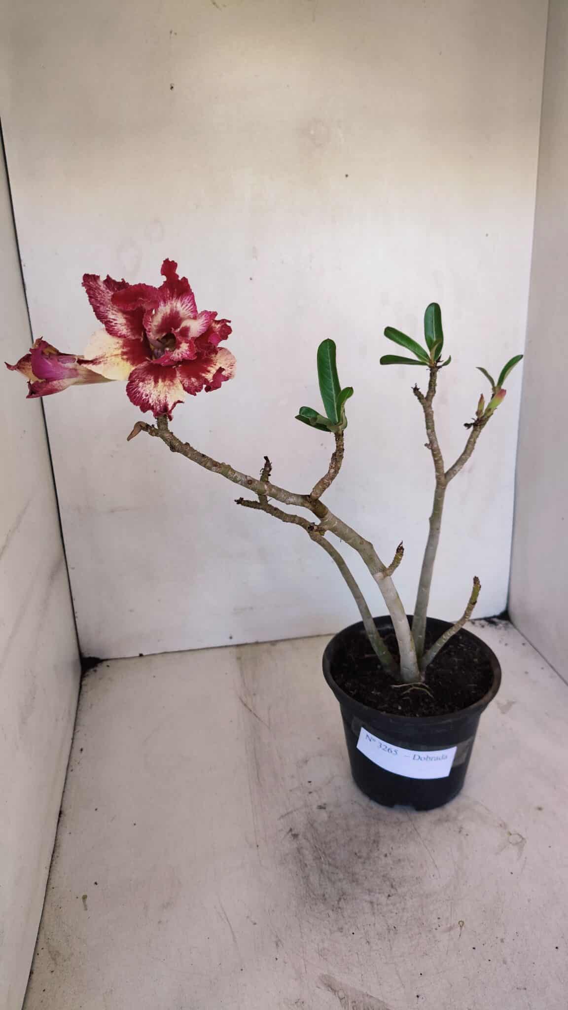 Planta Dobrada 3265 – 35cm – 03 anos
