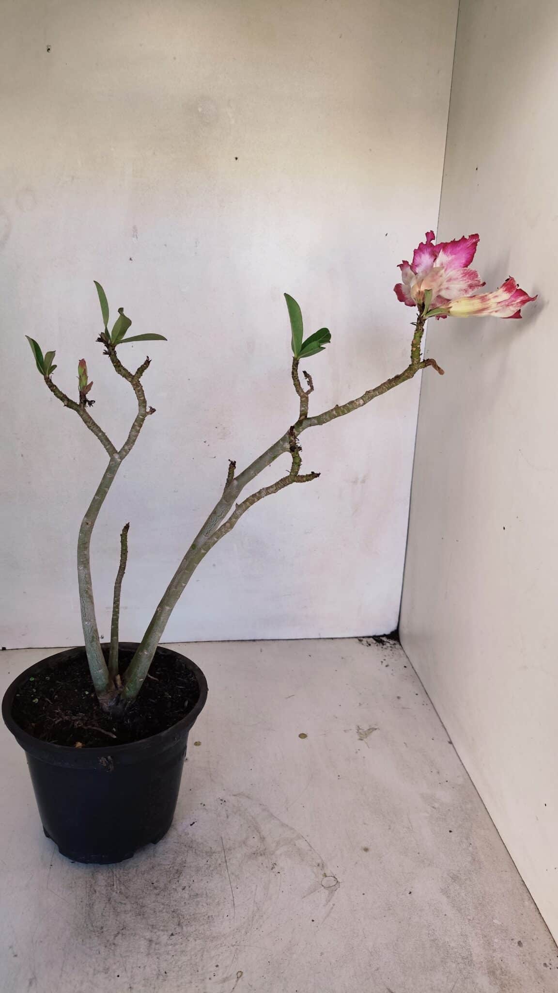 Planta Dobrada 3265 – 35cm – 03 anos