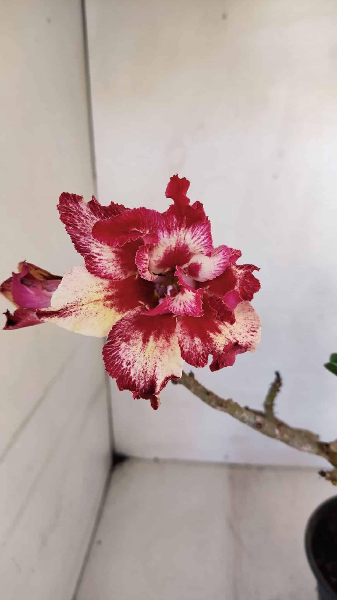 Planta Dobrada 3265 – 35cm – 03 anos