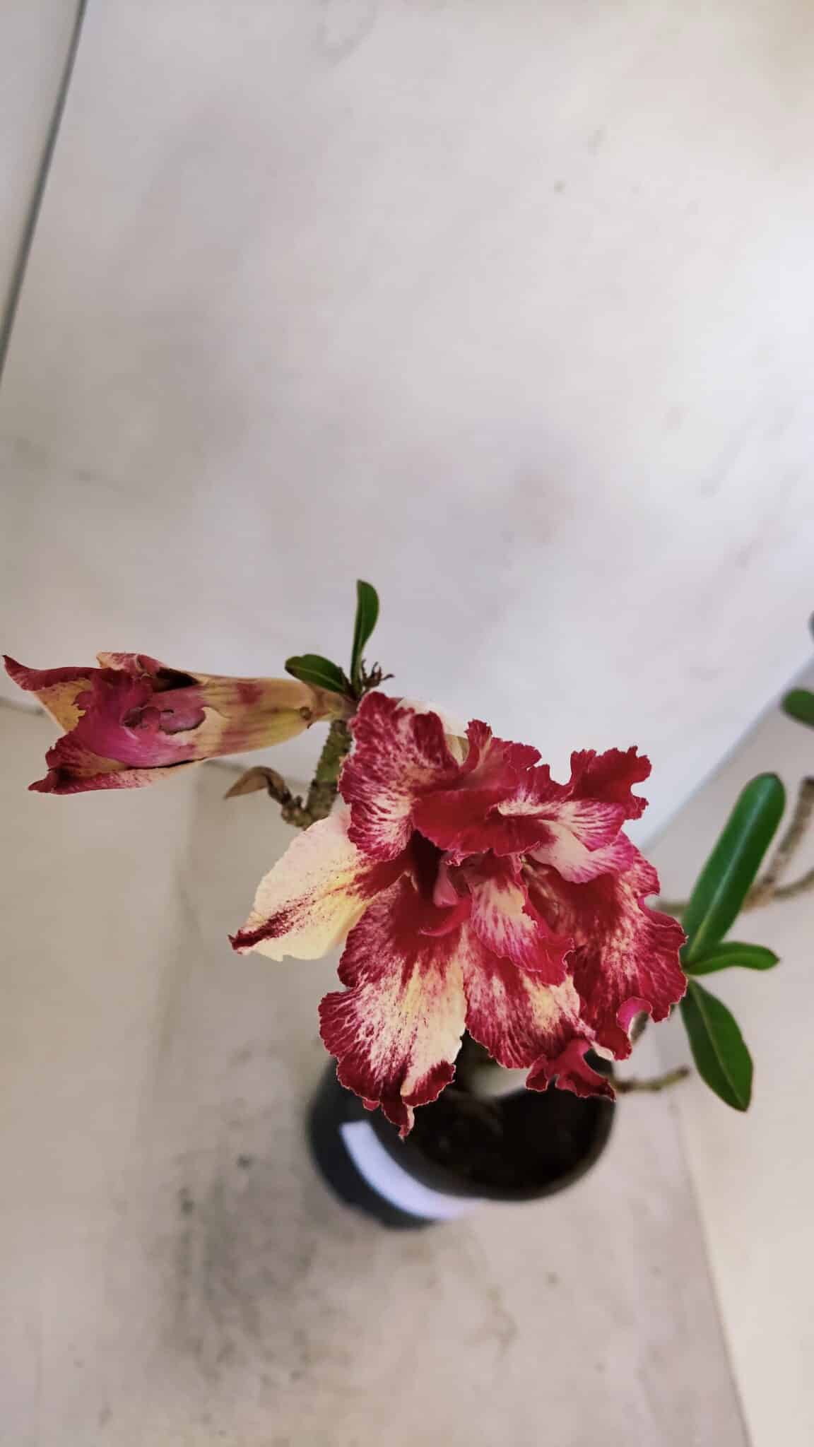 Planta Dobrada 3265 – 35cm – 03 anos