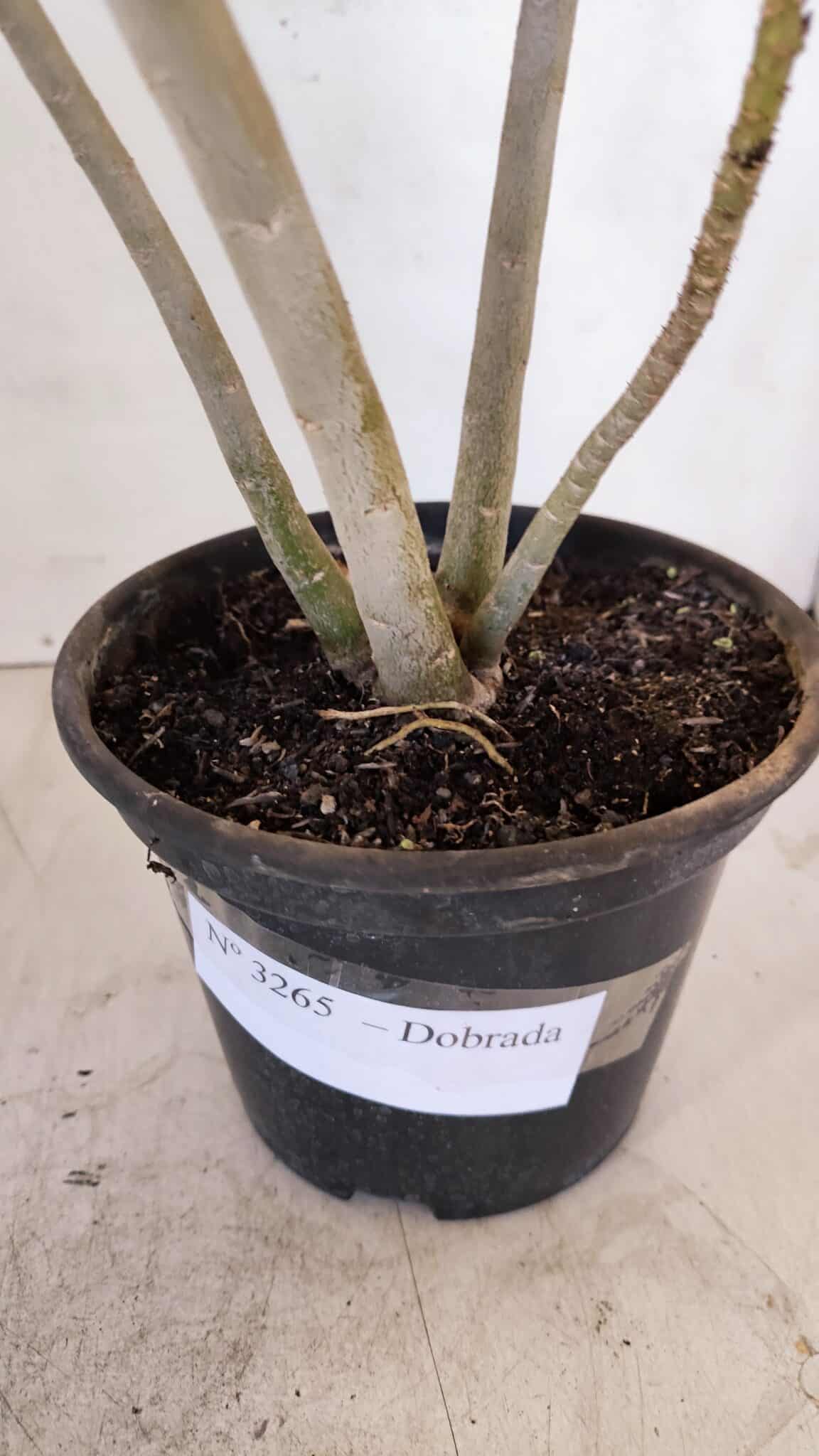 Planta Dobrada 3265 – 35cm – 03 anos