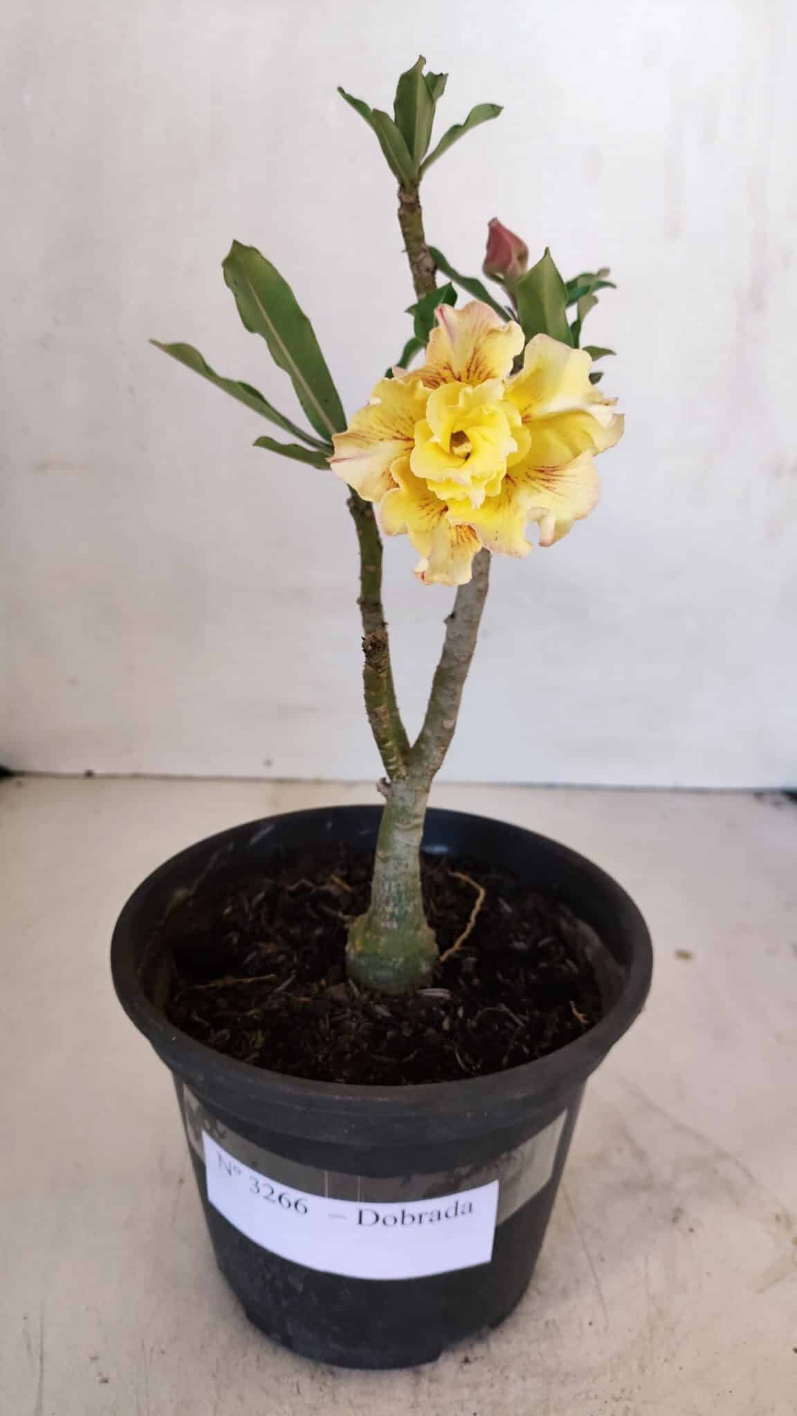 Planta Dobrada 3266 – 25cm – 01 ano