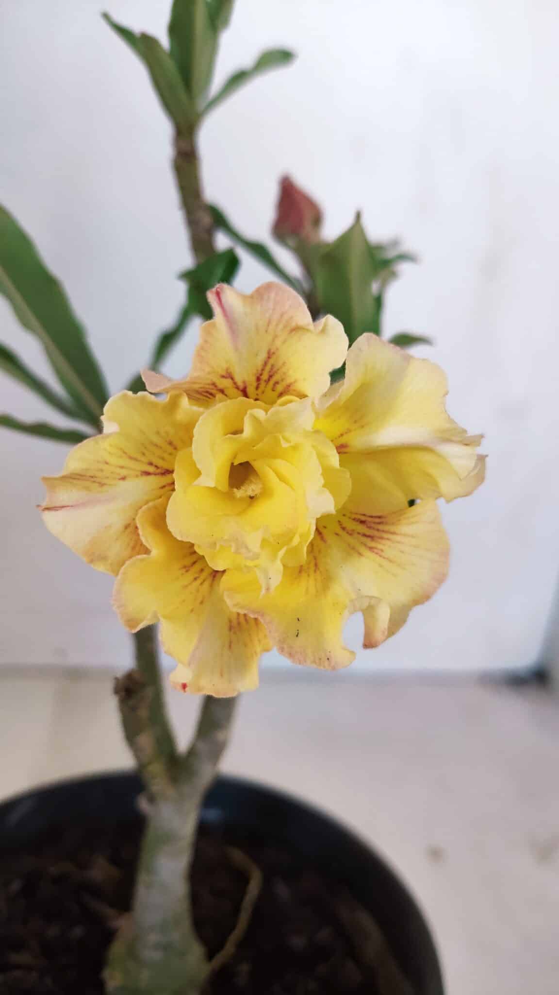 Planta Dobrada 3266 – 25cm – 01 ano