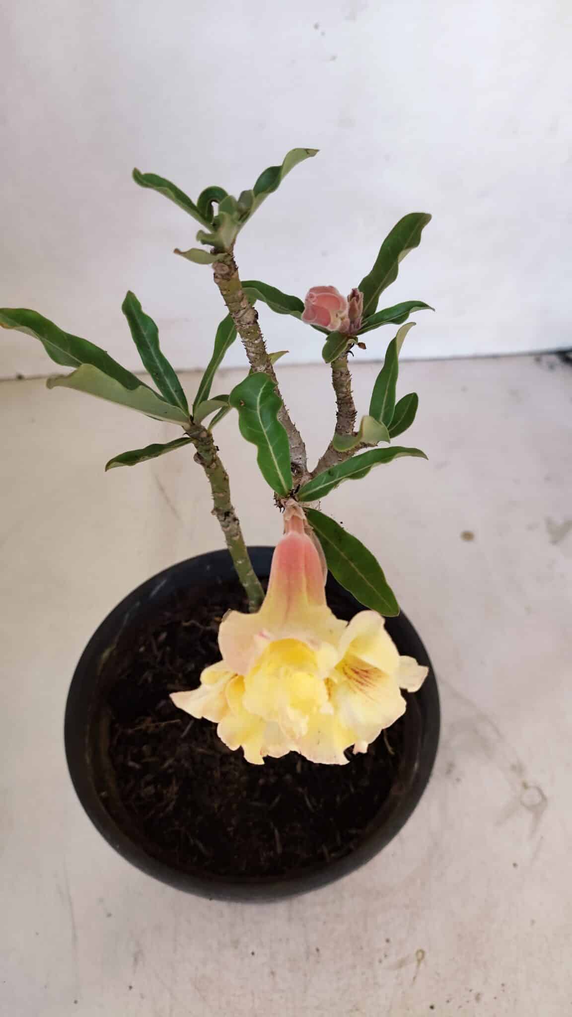 Planta Dobrada 3266 – 25cm – 01 ano