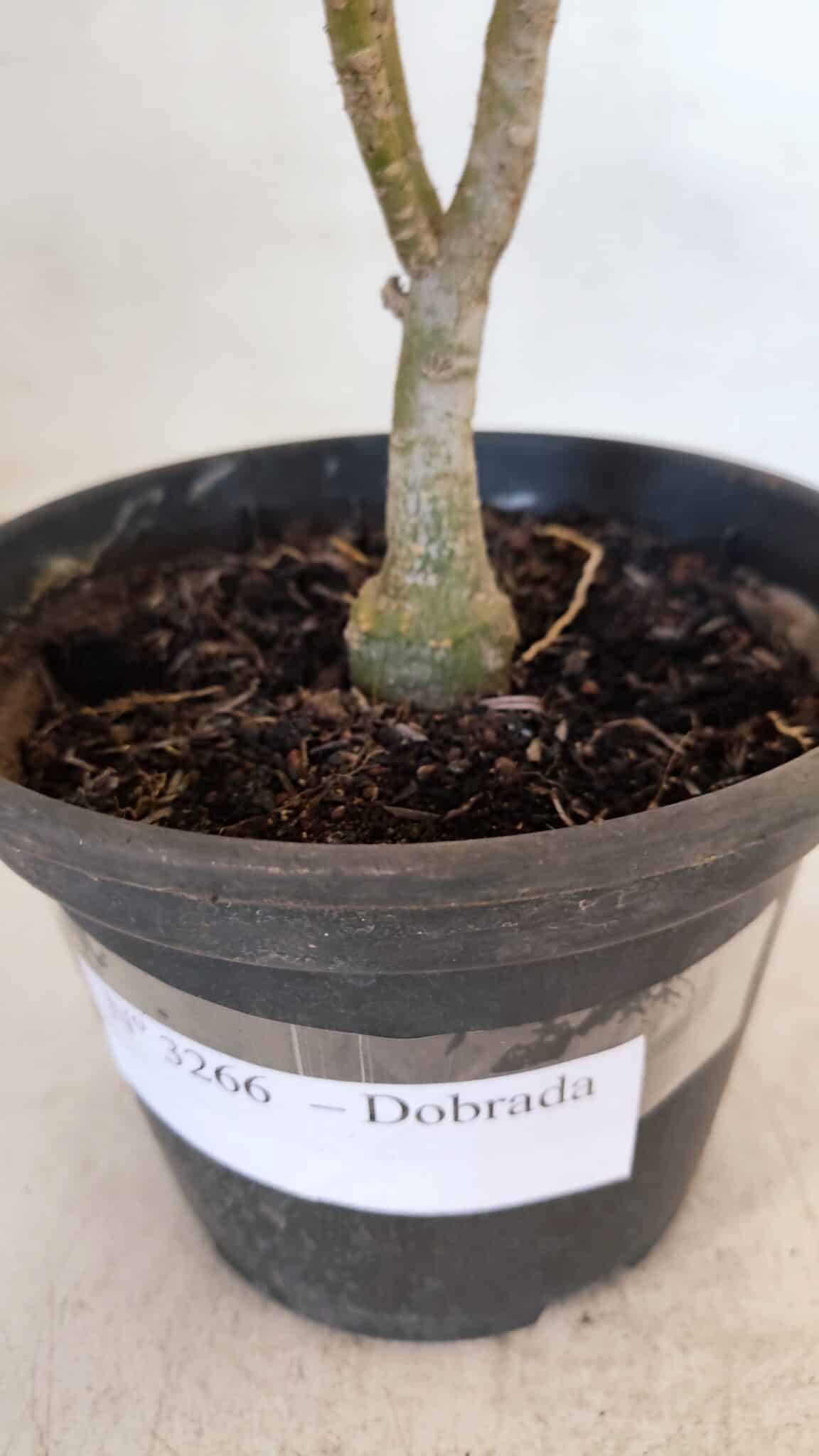 Planta Dobrada 3266 – 25cm – 01 ano