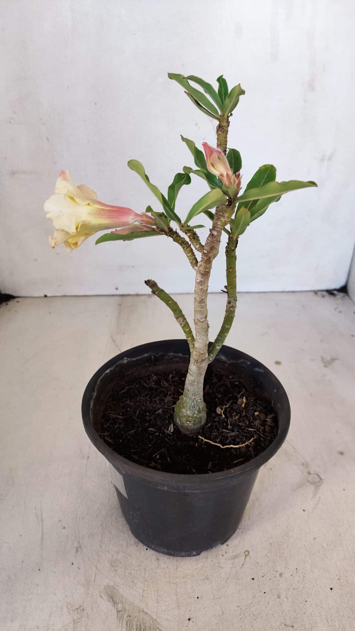 Planta Dobrada 3266 – 25cm – 01 ano