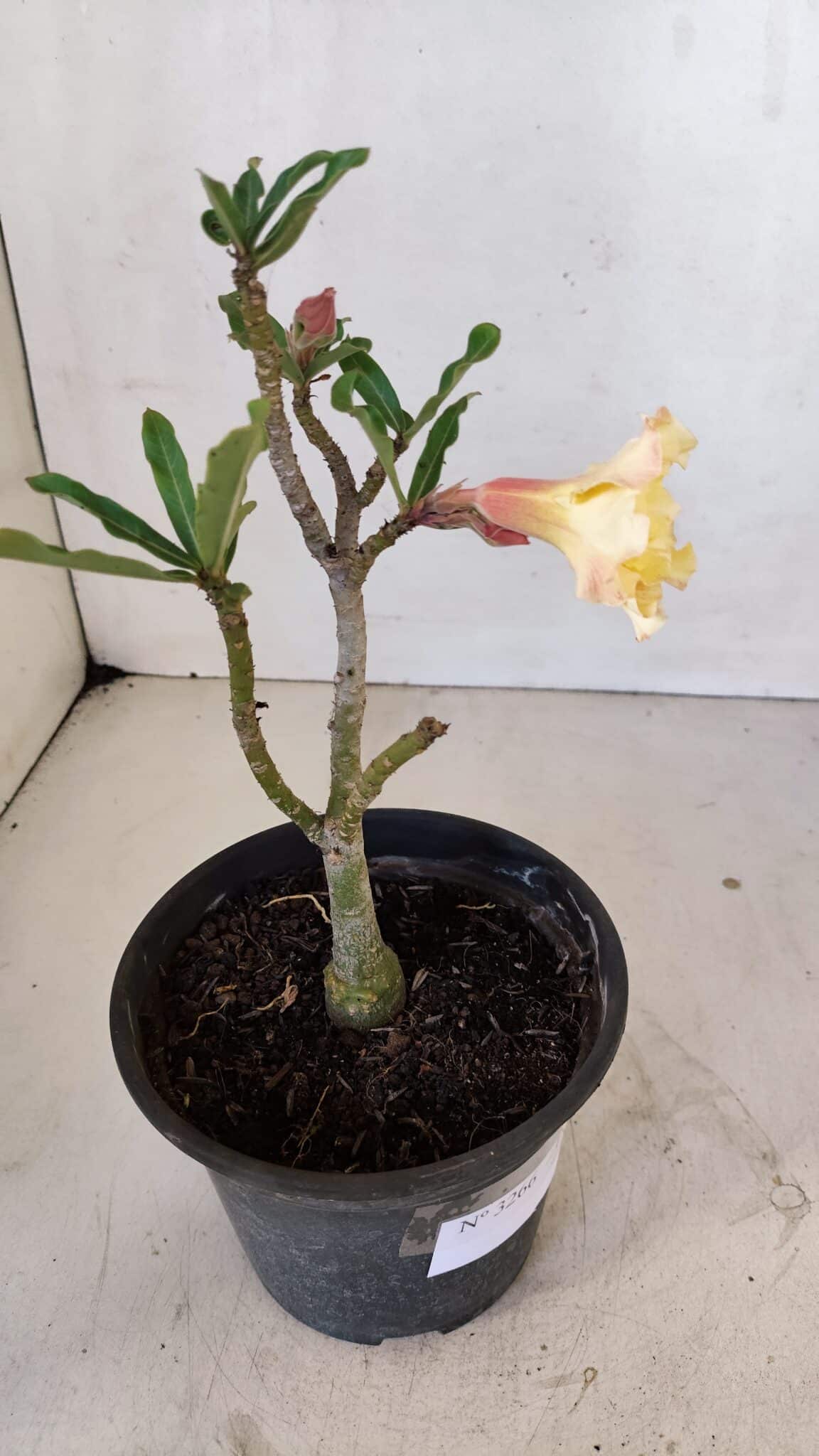 Planta Dobrada 3266 – 25cm – 01 ano