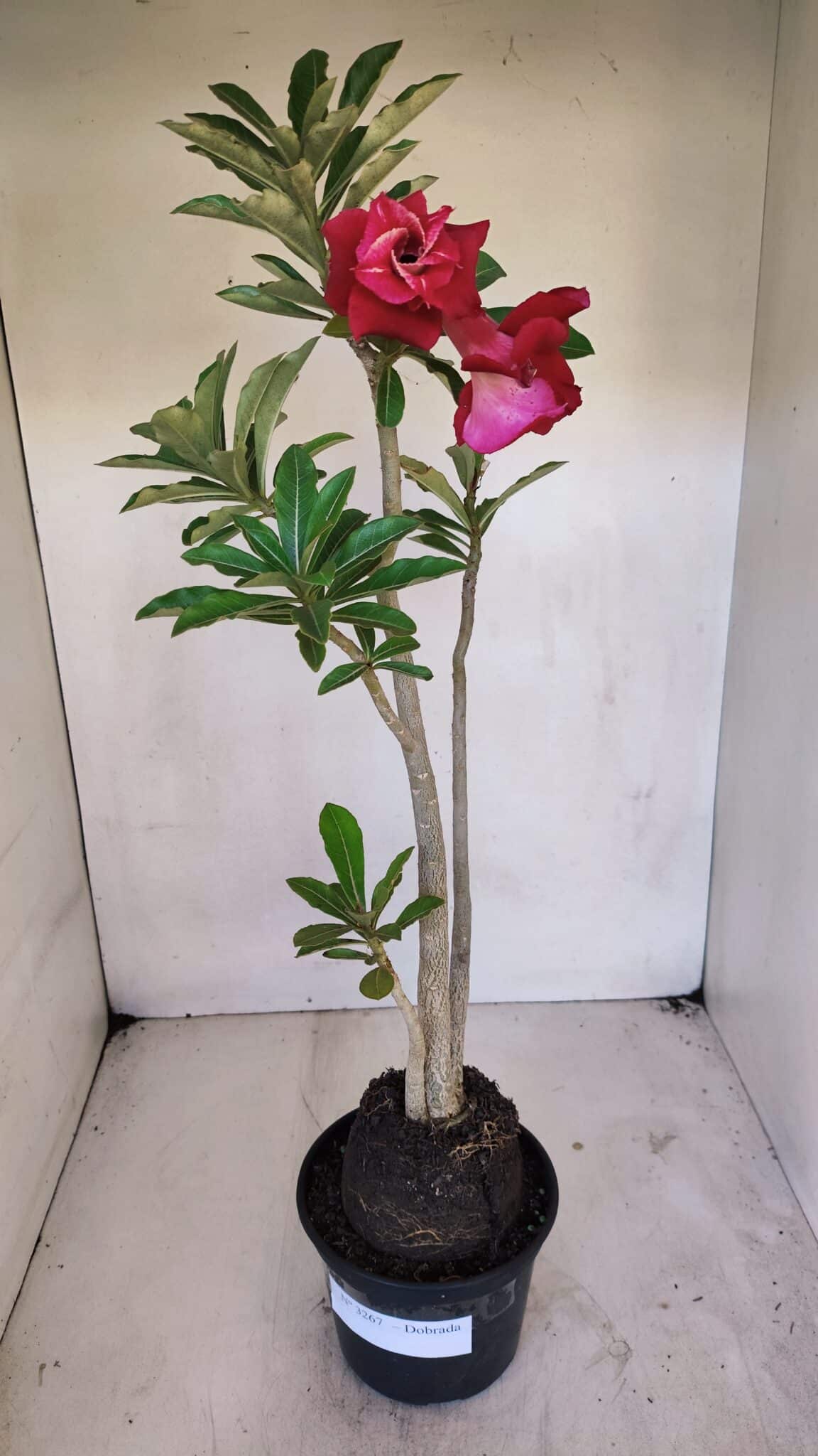 Planta Dobrada 3267 – 35cm – 03 anos